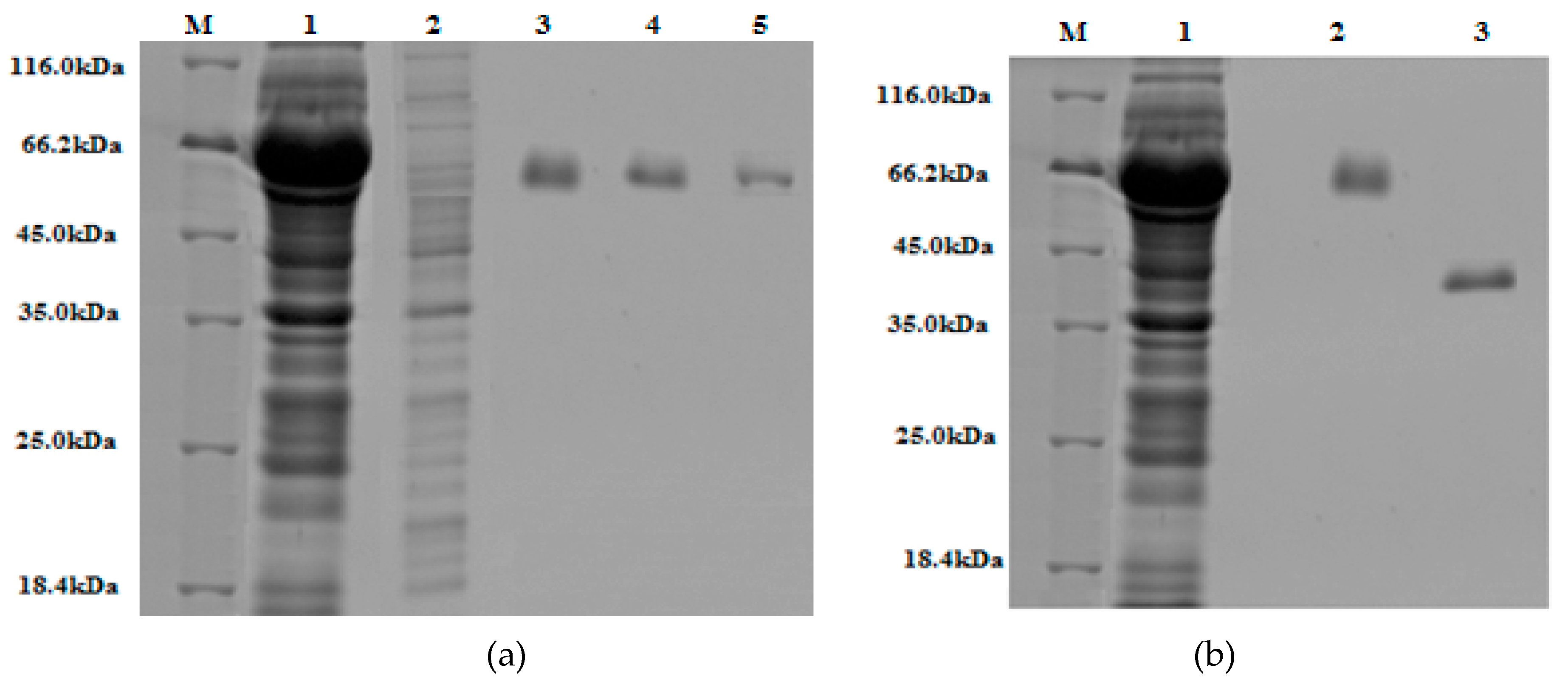 Bioengineering 06 00061 g007