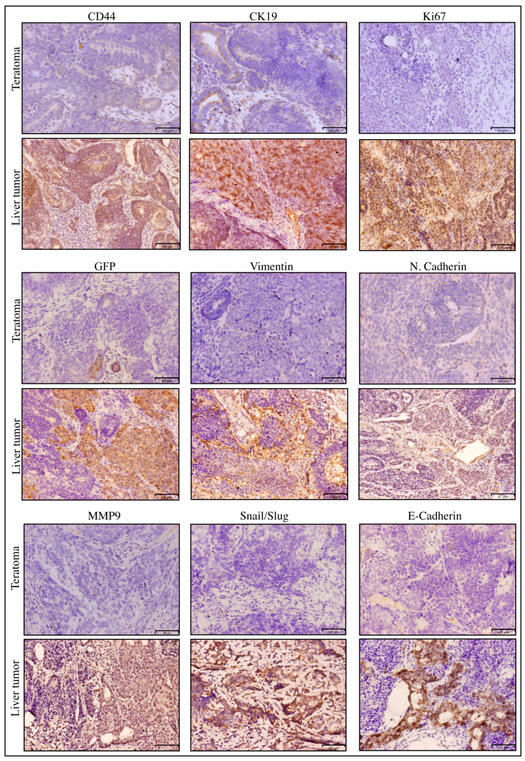 Bioengineering 06 00073 g003