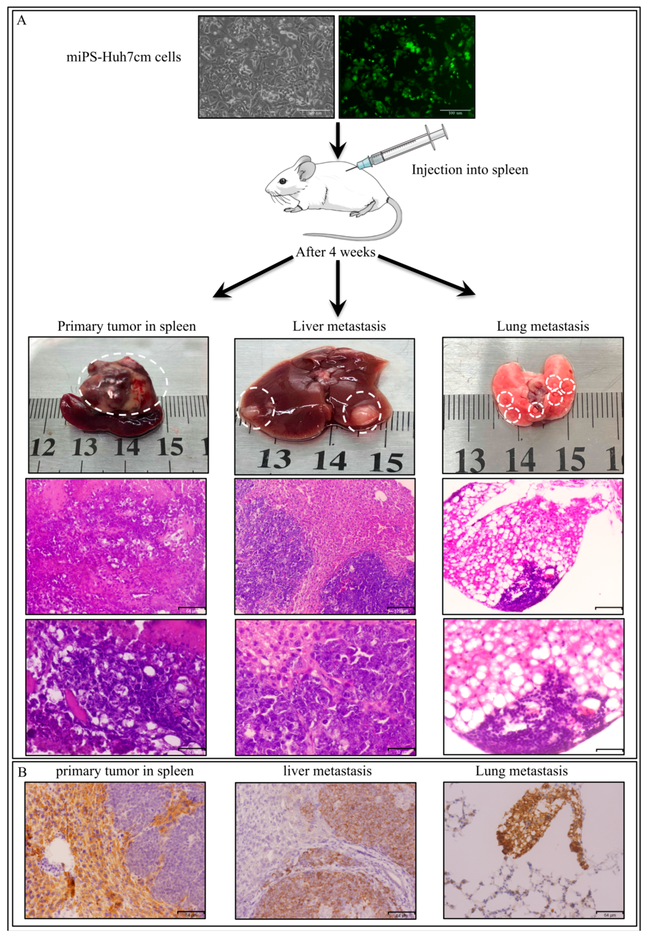 Bioengineering 06 00073 g006