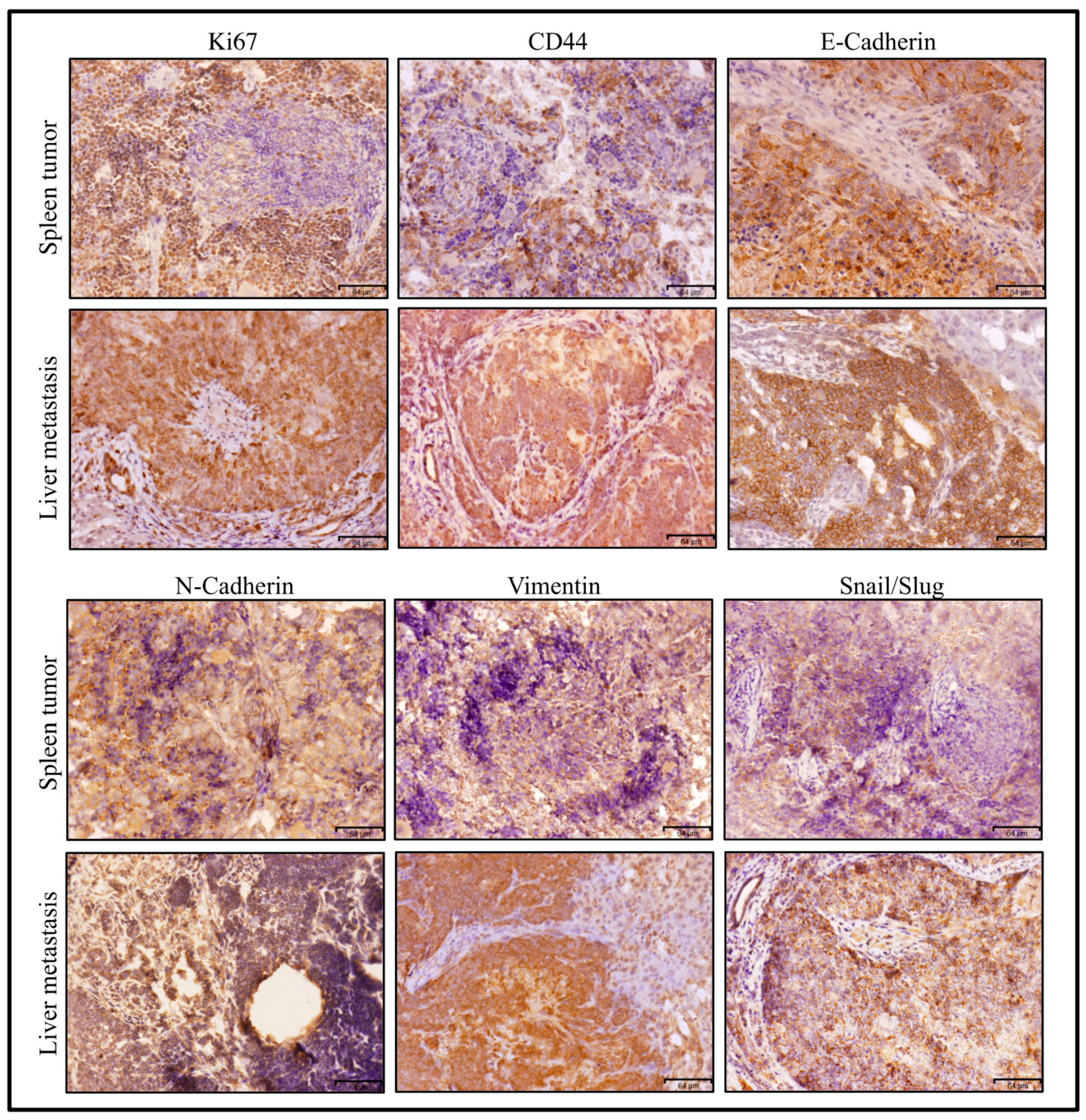 Bioengineering 06 00073 g009