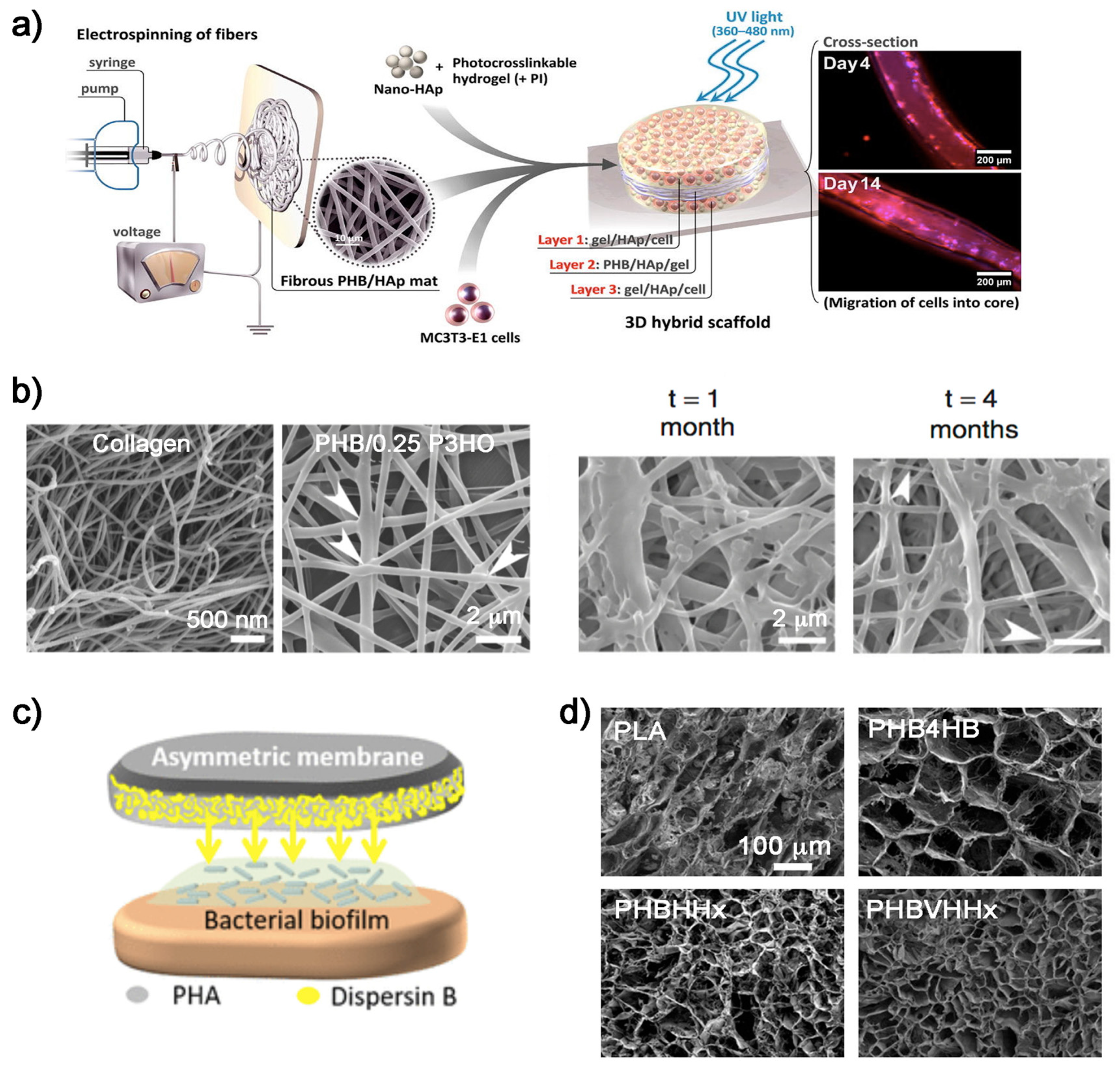 Bioengineering 06 00082 g002