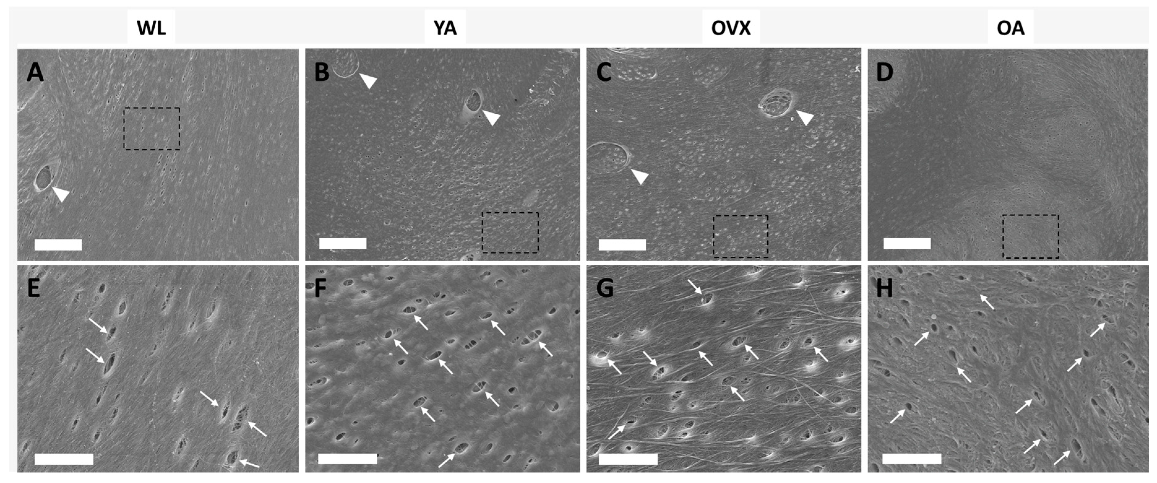 Bioengineering 06 00086 g002