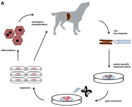 Towards Bioengineered Liver Stem Cell Transplantation Studies in a Preclinical Dog Model for Inherited Copper Toxicosis