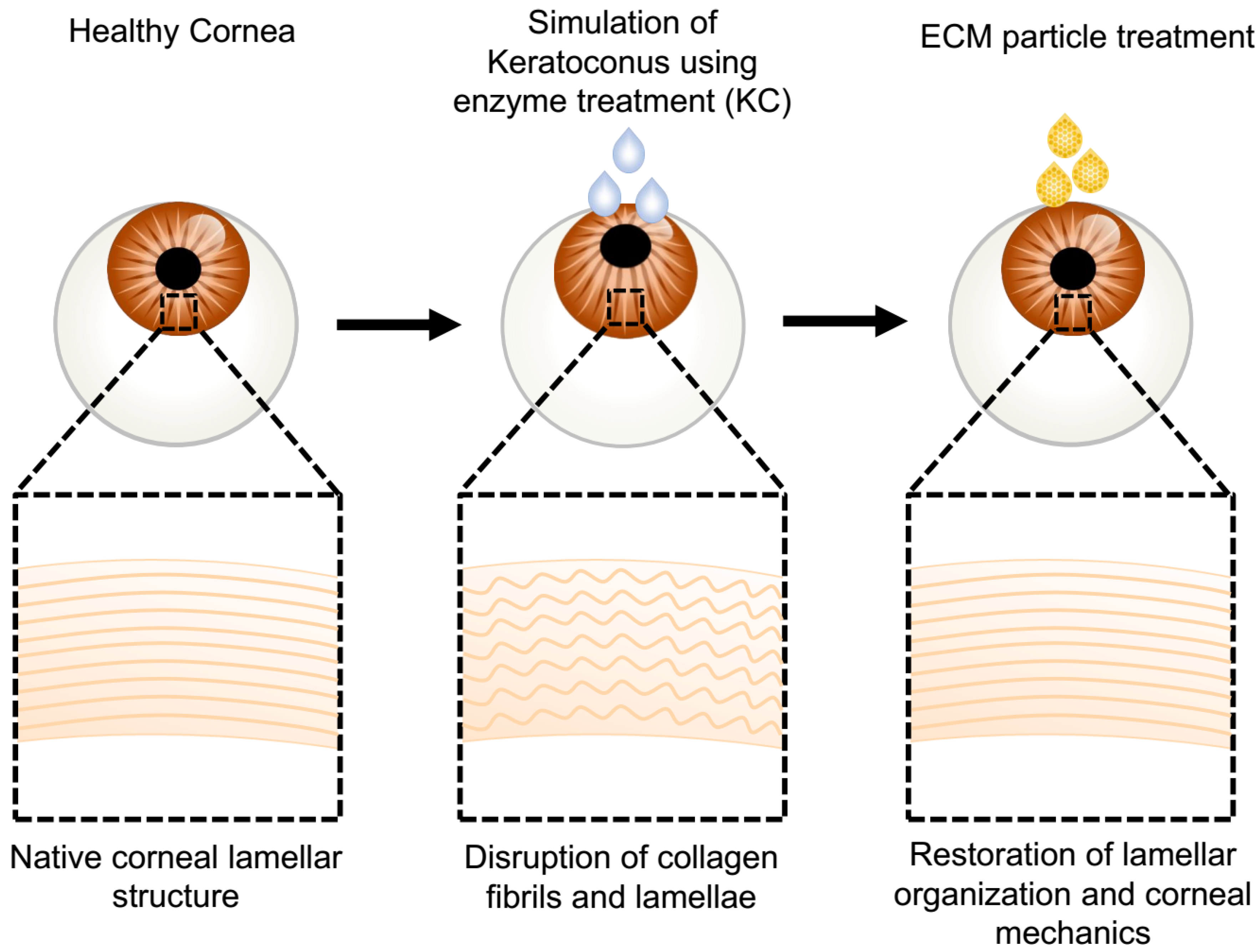 Bioengineering 06 00090 g001 Bioengineering 06 00090 g001