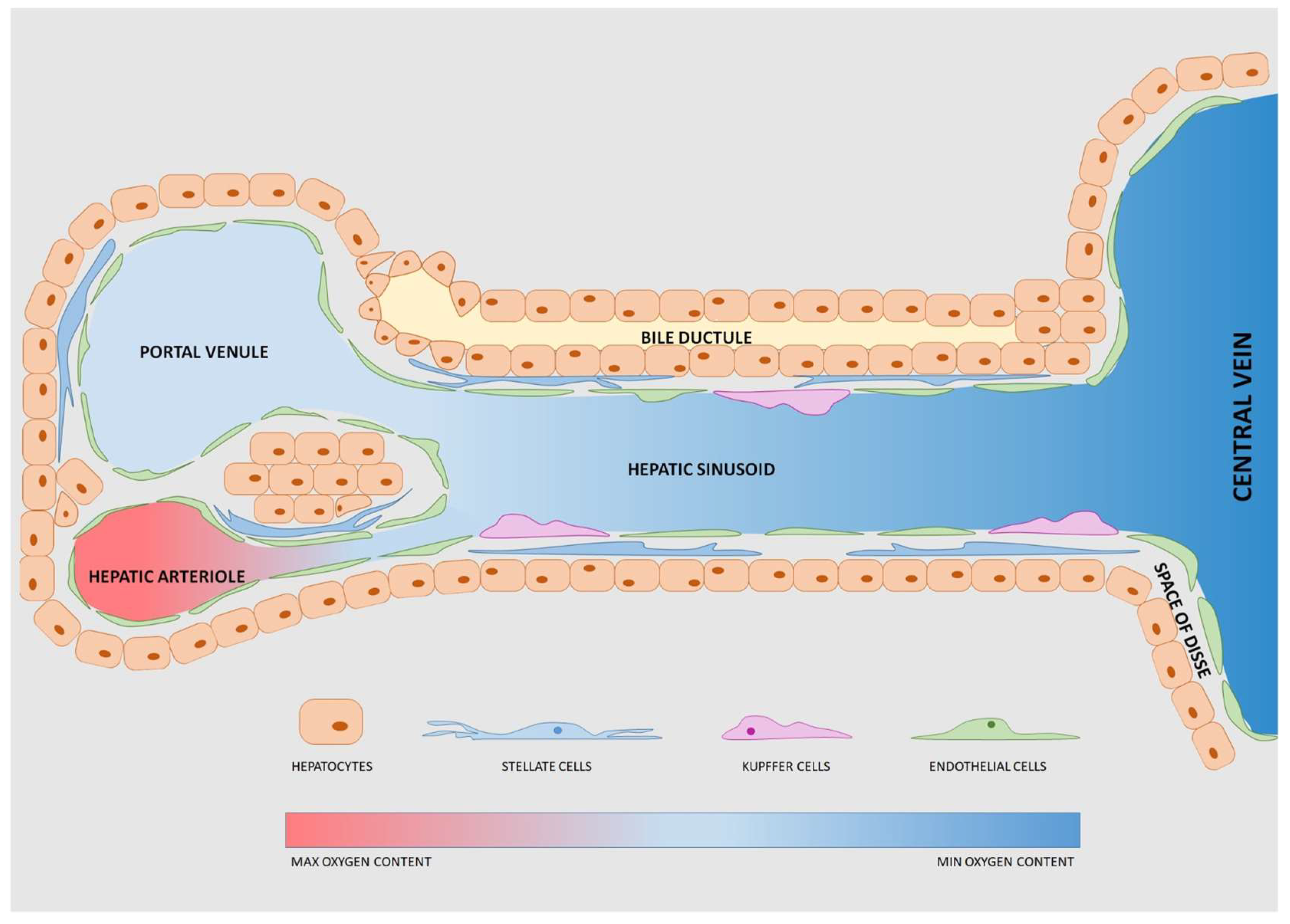 Bioengineering 06 00091 g001