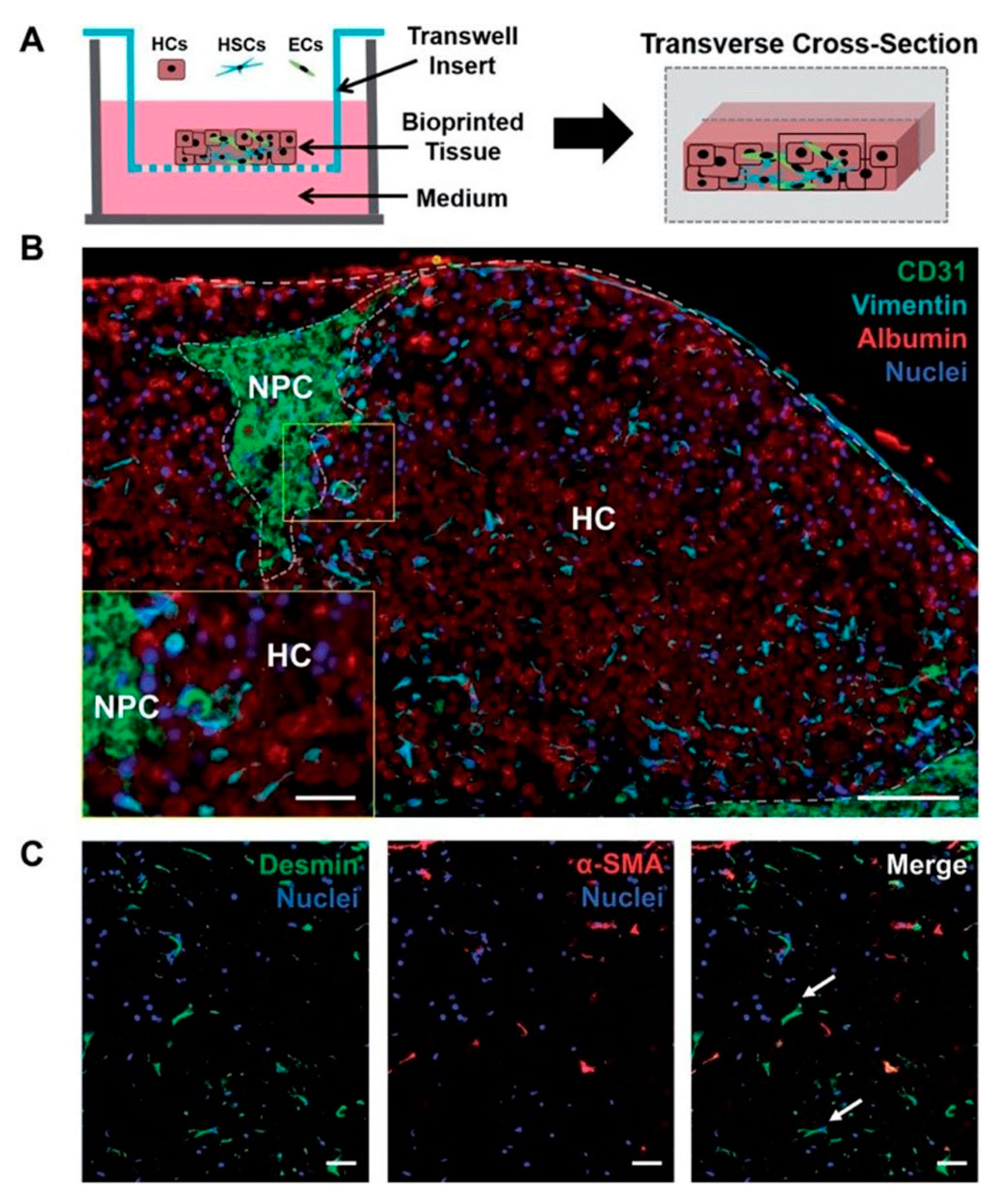 Bioengineering 06 00095 g009 Bioengineering 06 00095 g009