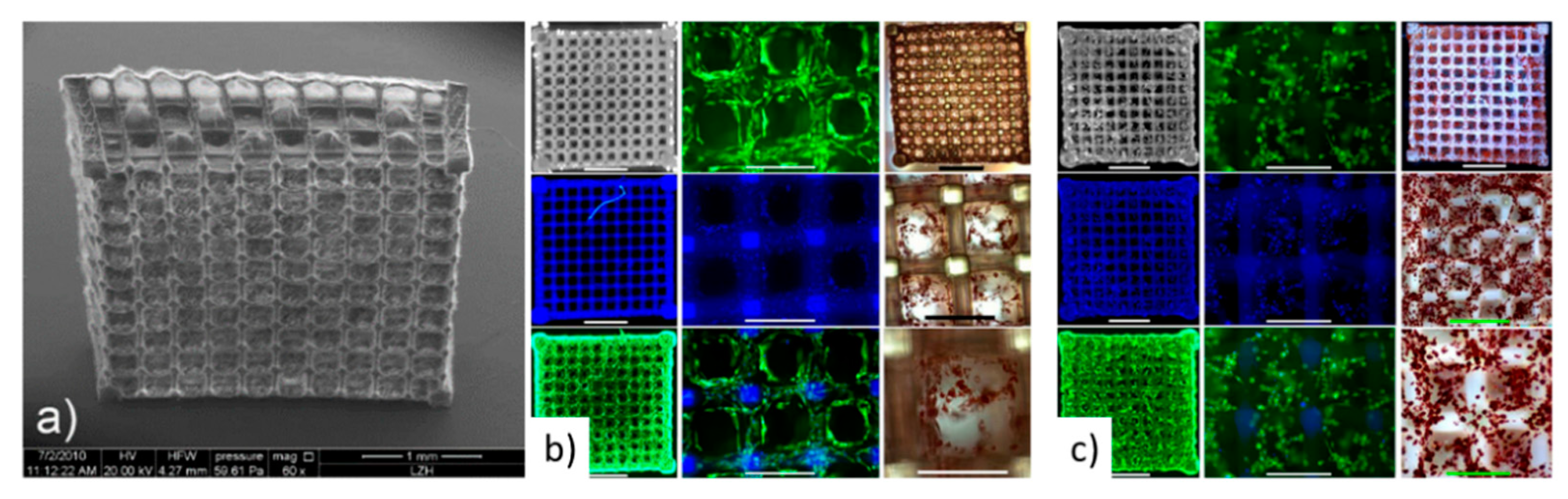 Bioengineering 06 00095 g012 Bioengineering 06 00095 g012
