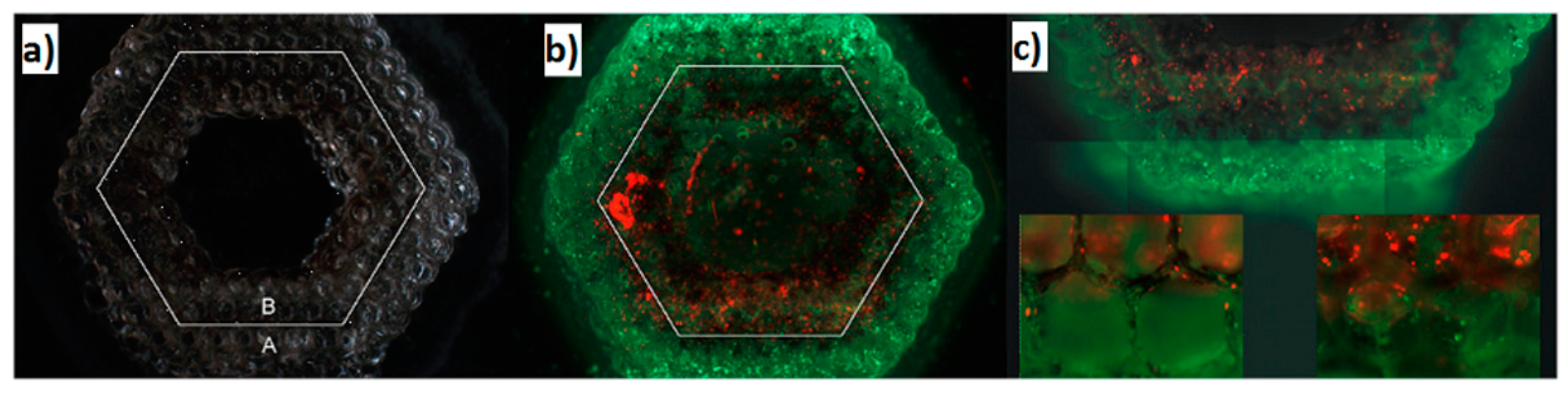 Bioengineering 06 00095 g014 Bioengineering 06 00095 g014