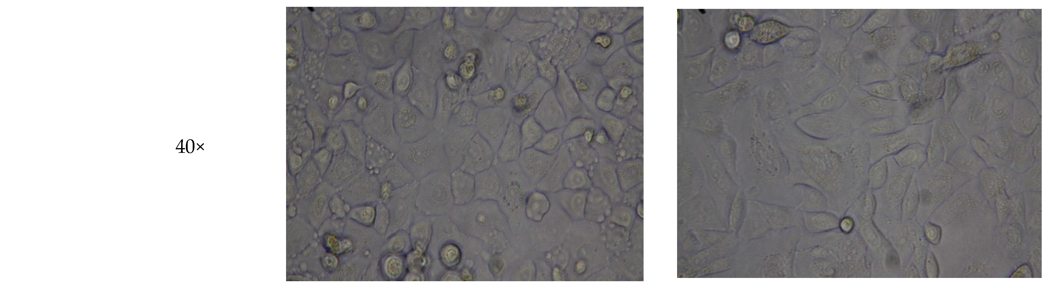 Bioengineering 06 00097 g004b