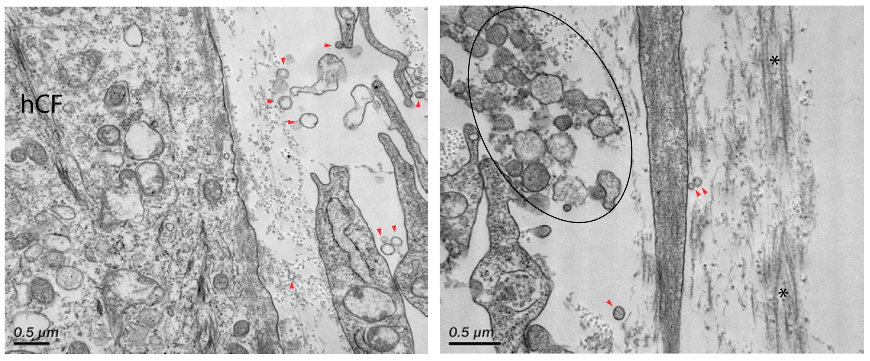 Bioengineering 06 00110 g004