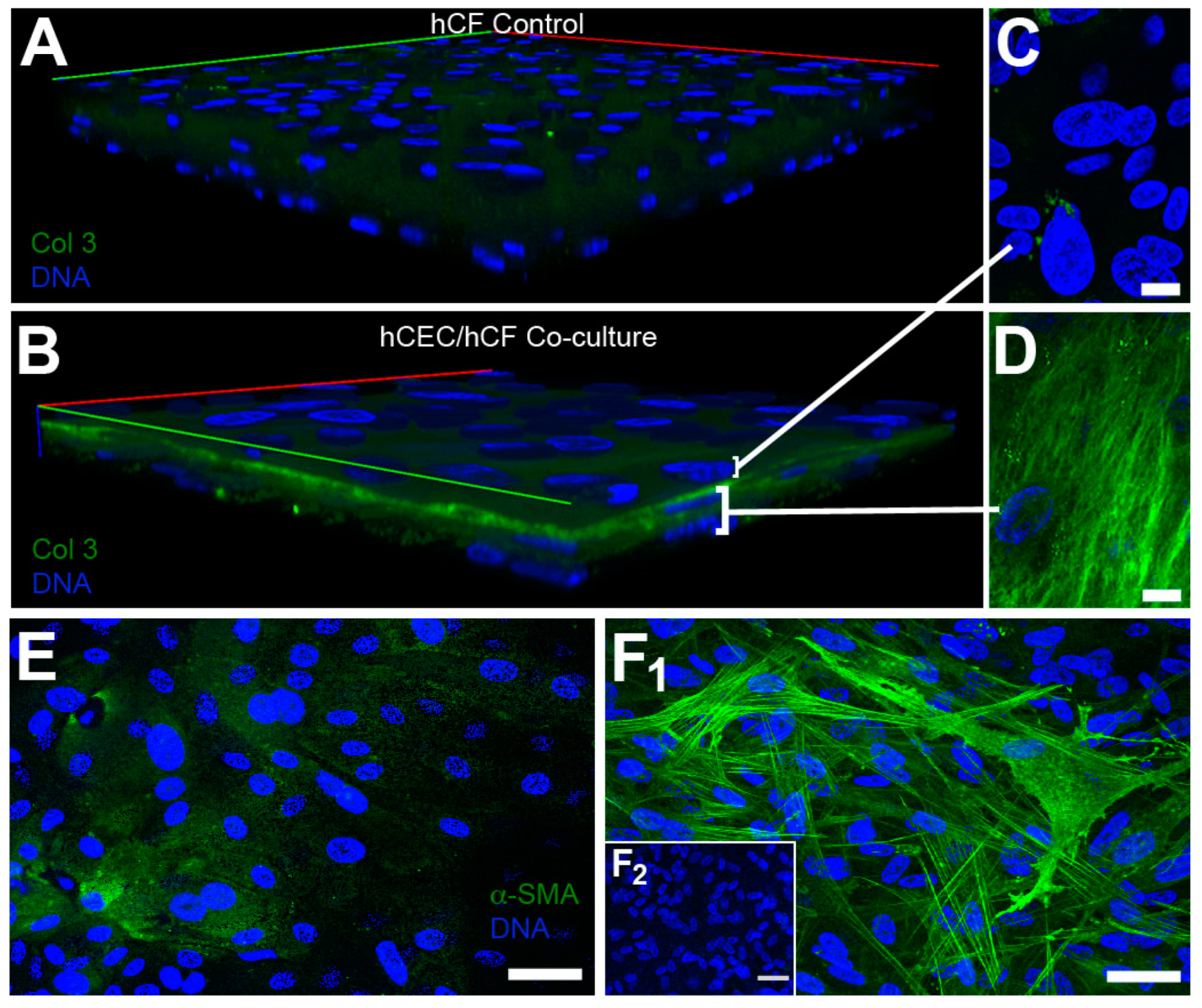 Bioengineering 06 00110 g005