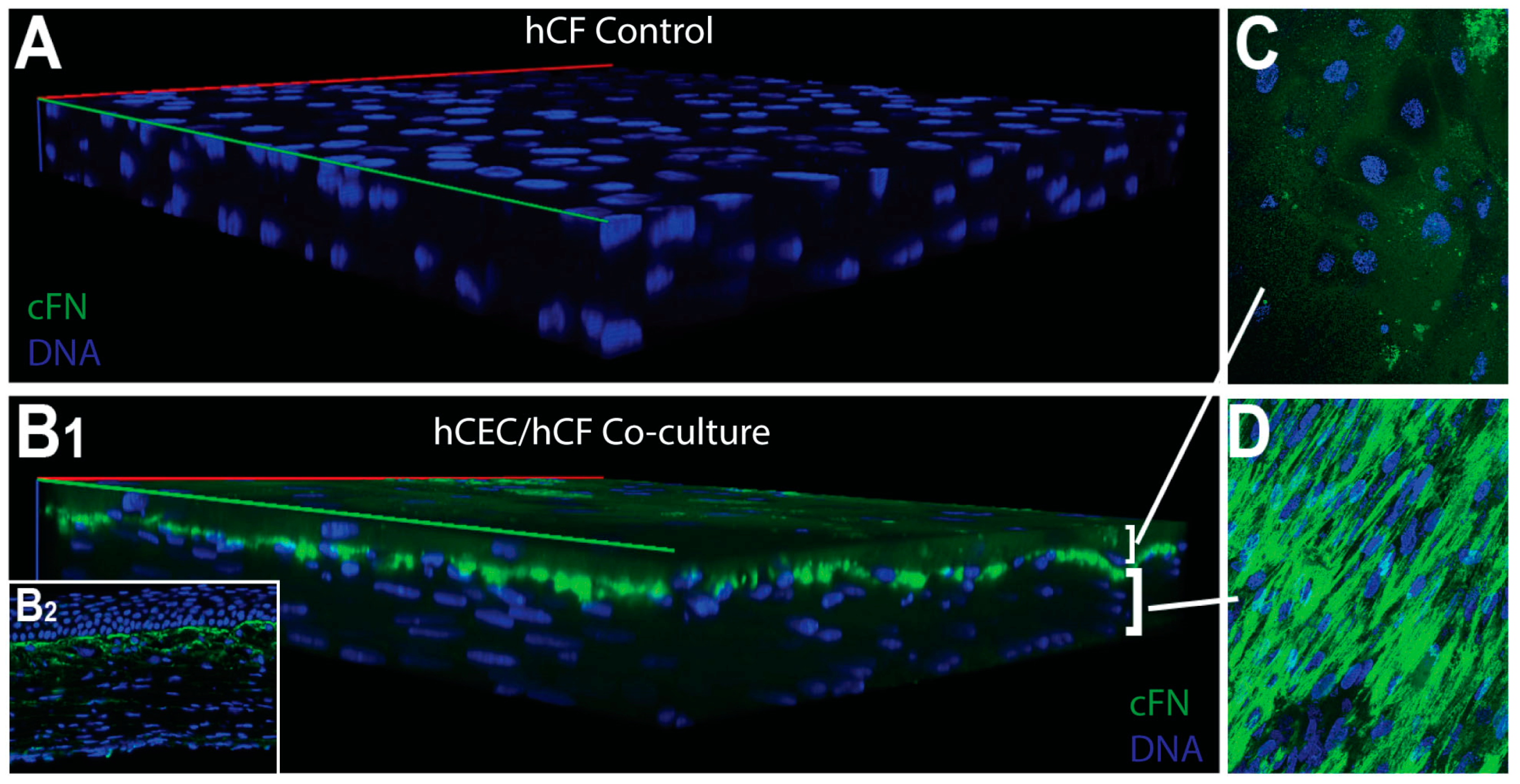 Bioengineering 06 00110 g006