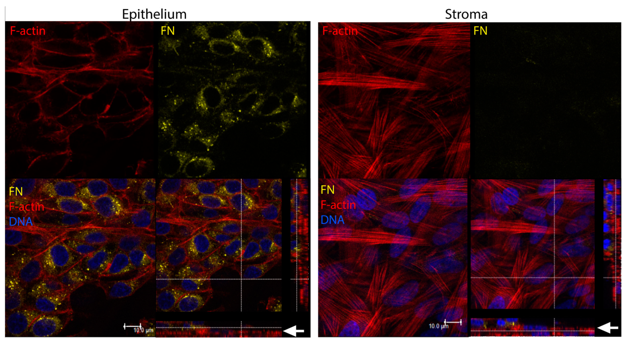 Bioengineering 06 00110 g007