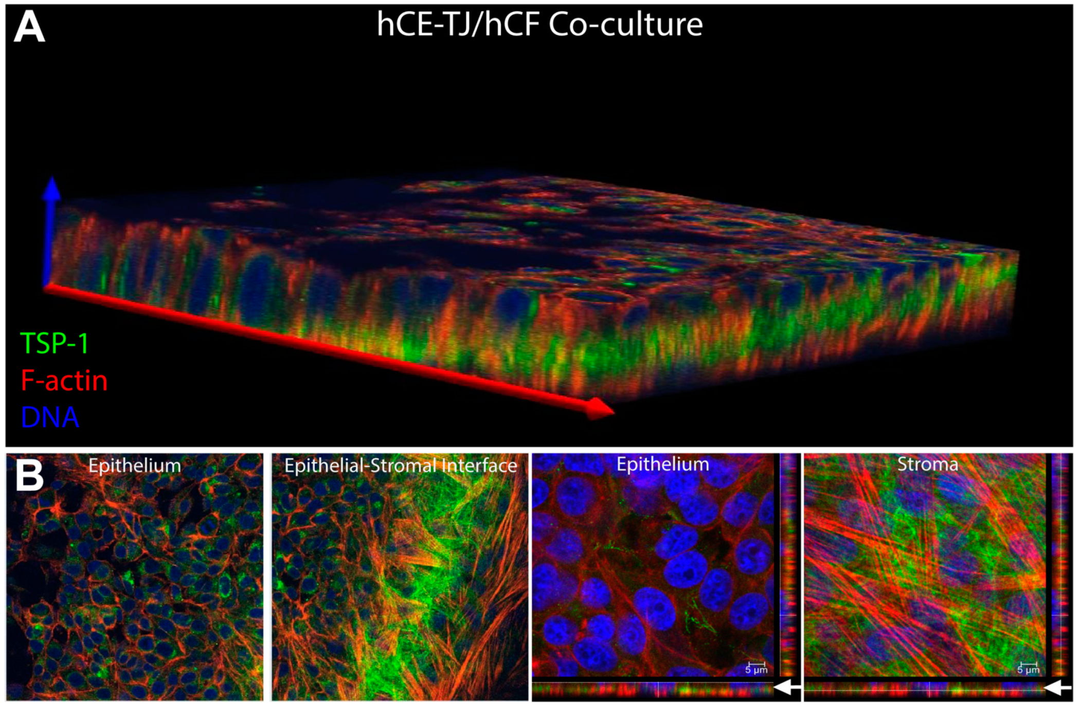 Bioengineering 06 00110 g008