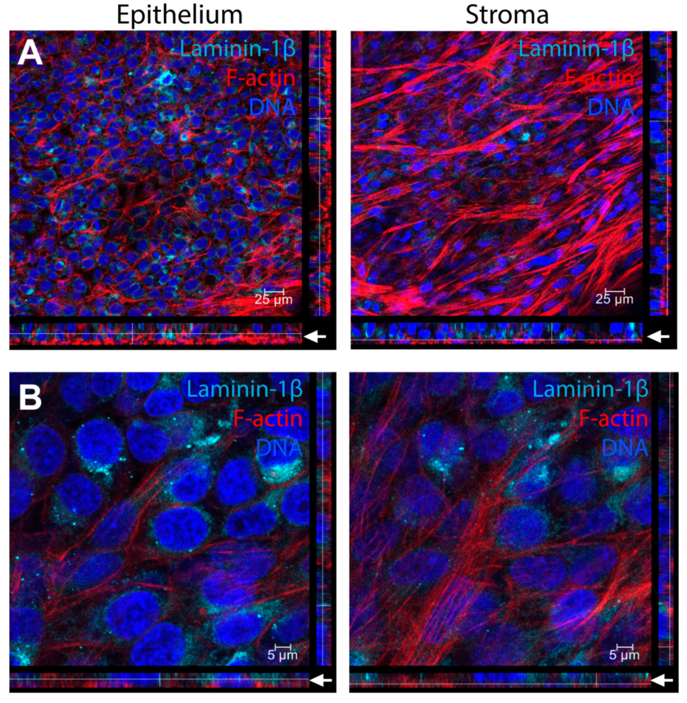 Bioengineering 06 00110 g009