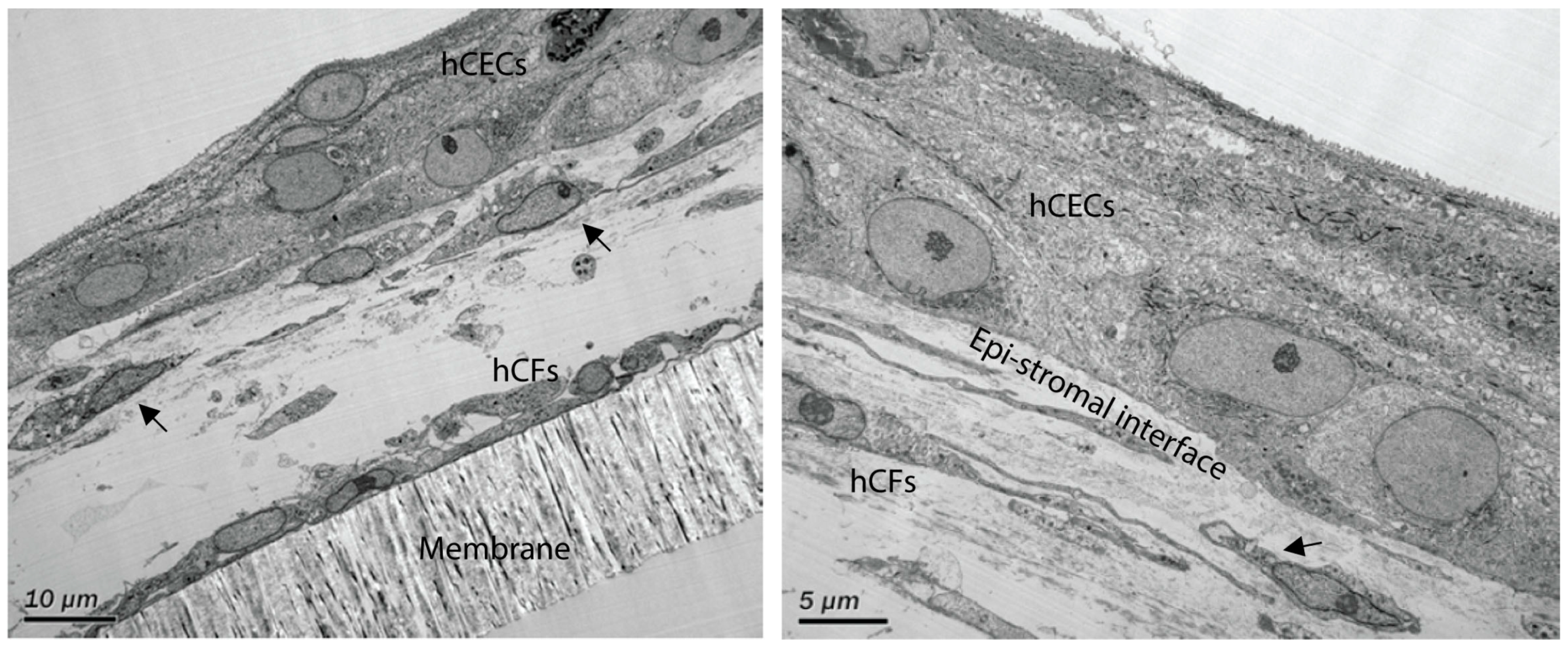 Bioengineering 06 00110 g0a1