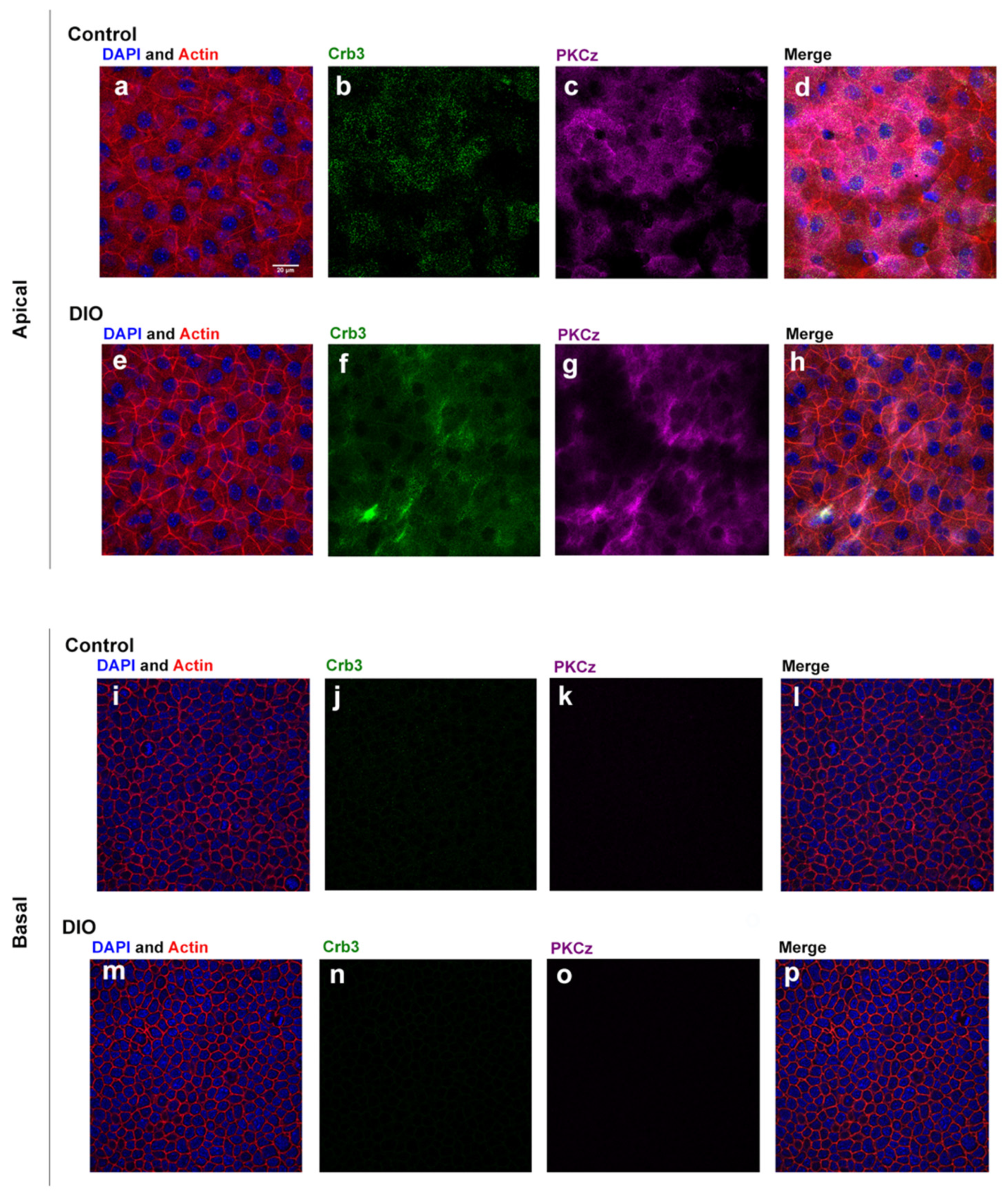 Bioengineering 07 00014 g002 Bioengineering 07 00014 g002