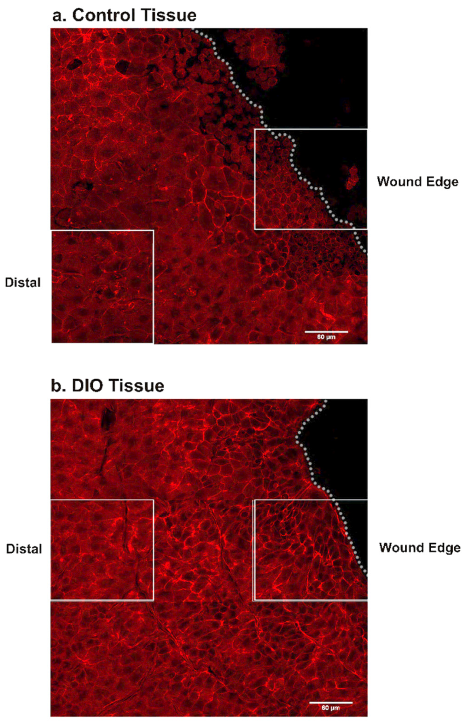 Bioengineering 07 00014 g003 Bioengineering 07 00014 g003