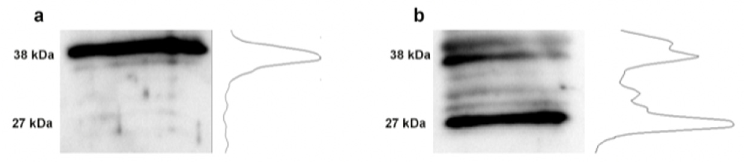 Bioengineering 07 00014 g005 Bioengineering 07 00014 g005