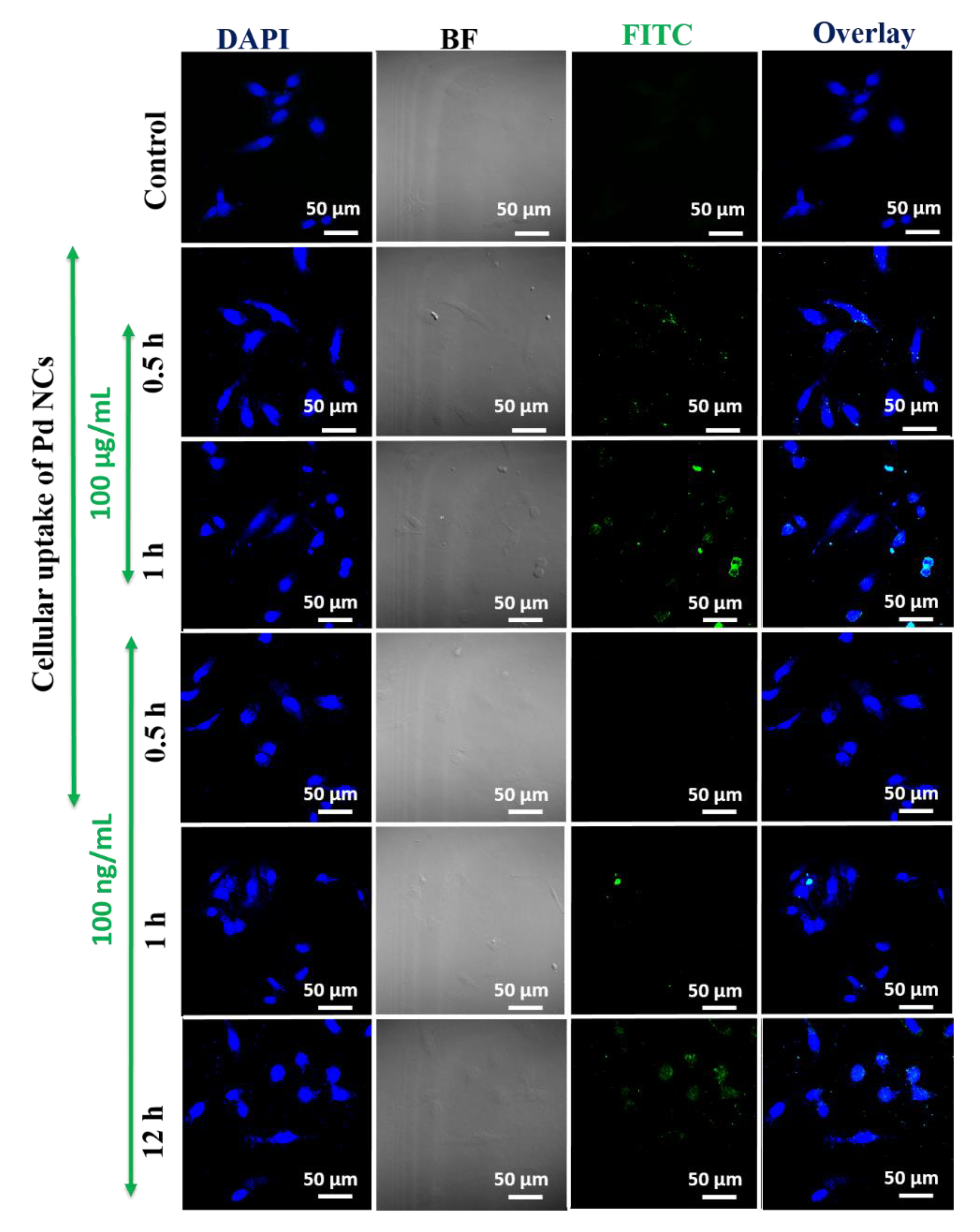 Bioengineering 07 00020 g007