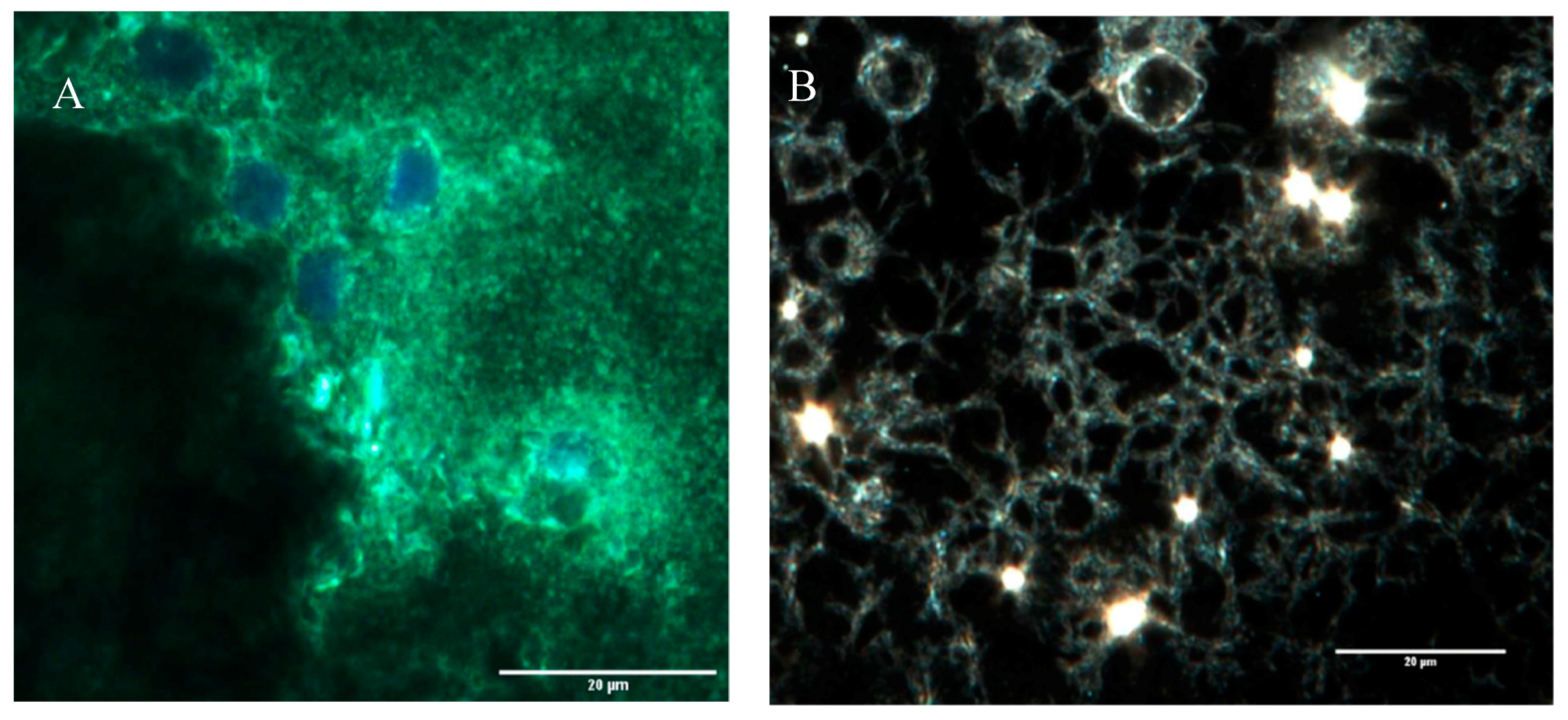 Bioengineering 07 00021 g004a Bioengineering 07 00021 g004a