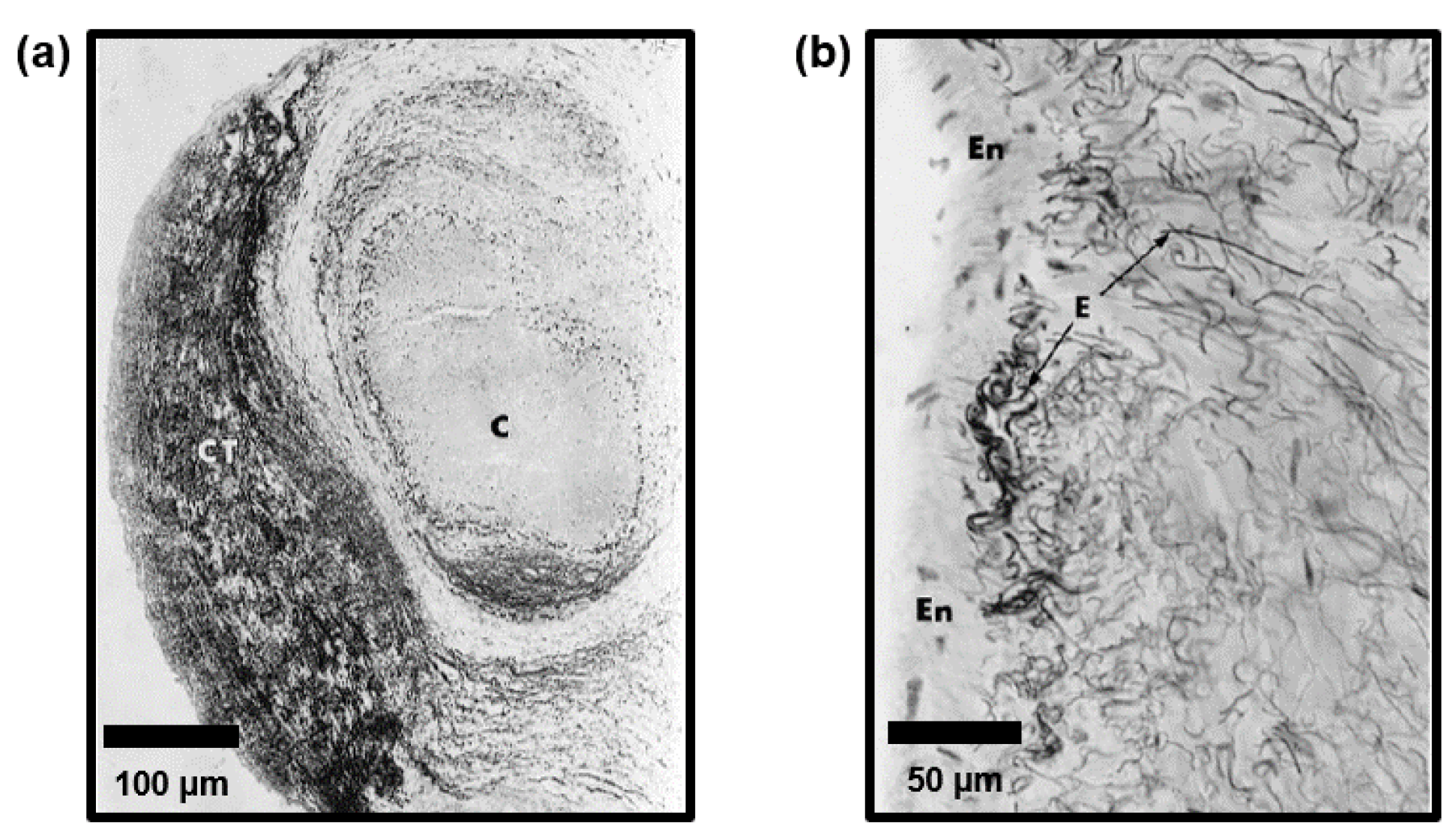 Bioengineering 07 00025 g003 Bioengineering 07 00025 g003