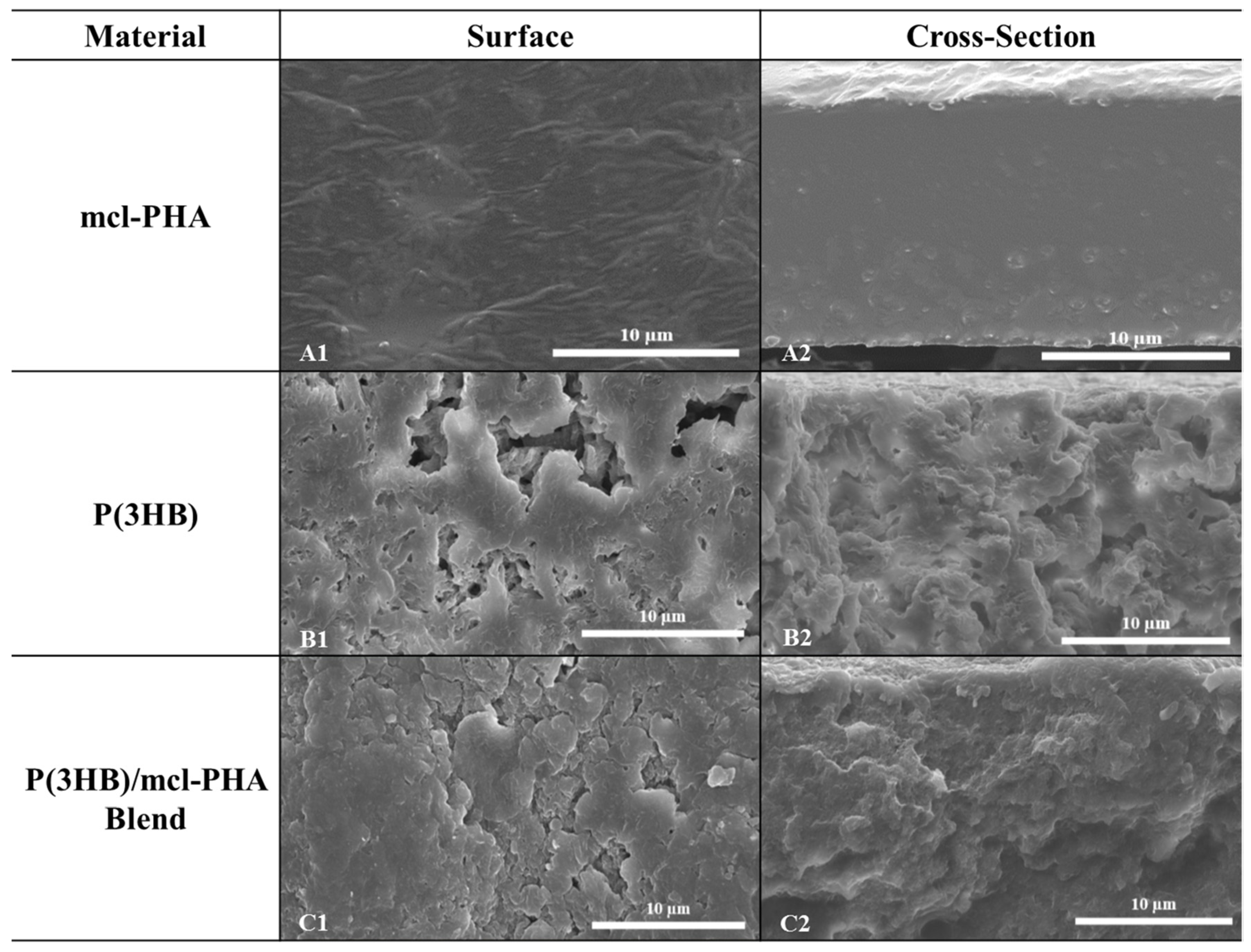 Bioengineering 07 00034 g006