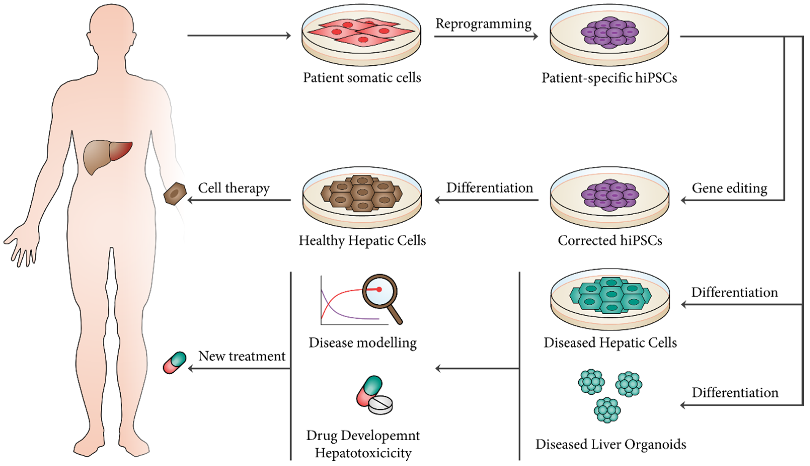 Стволовые клетки печени. Pluripotent Cell. Patient derived organoids. Bioengineering cip. Human reproduction.