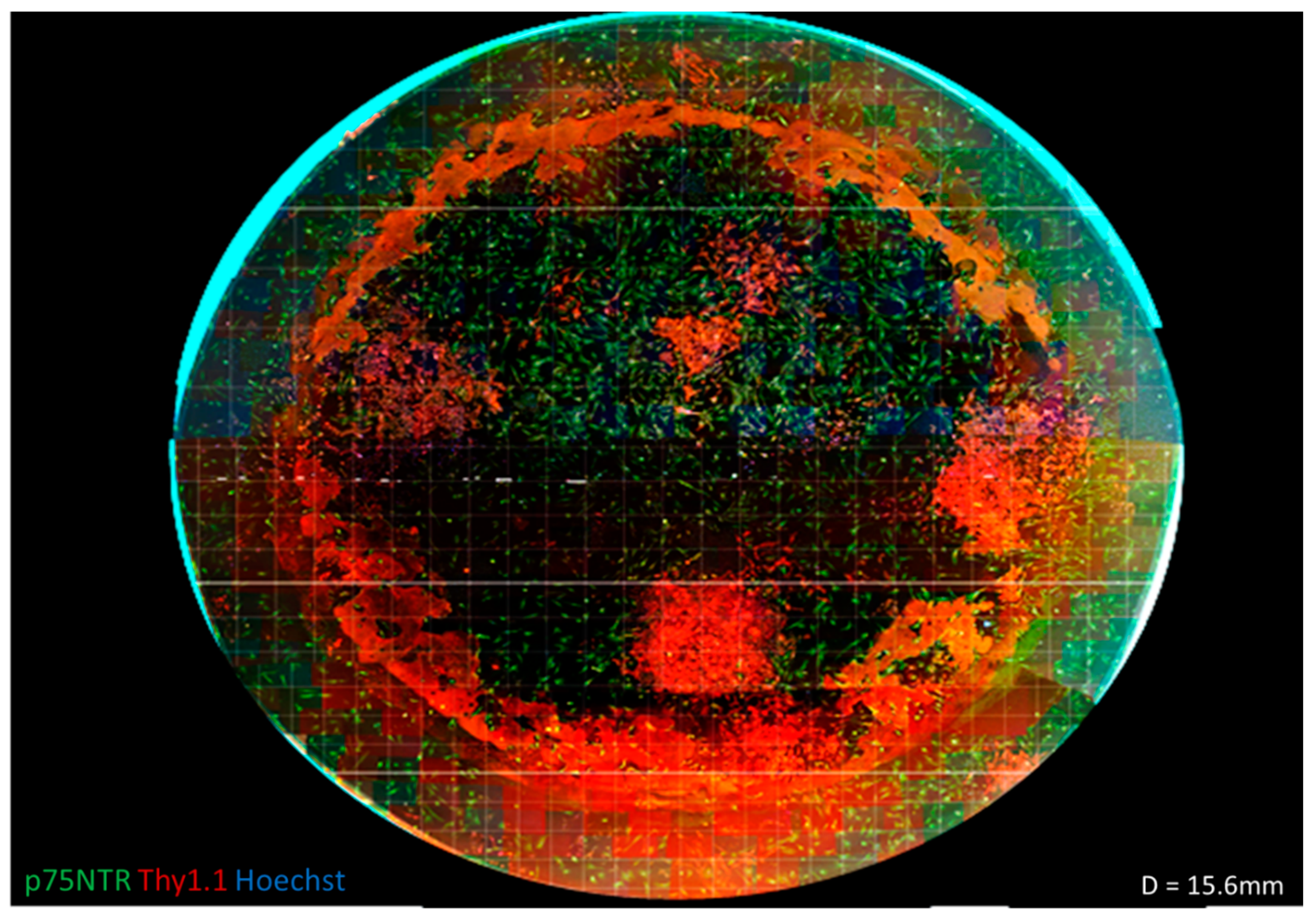Bioengineering 07 00037 g002 Bioengineering 07 00037 g002