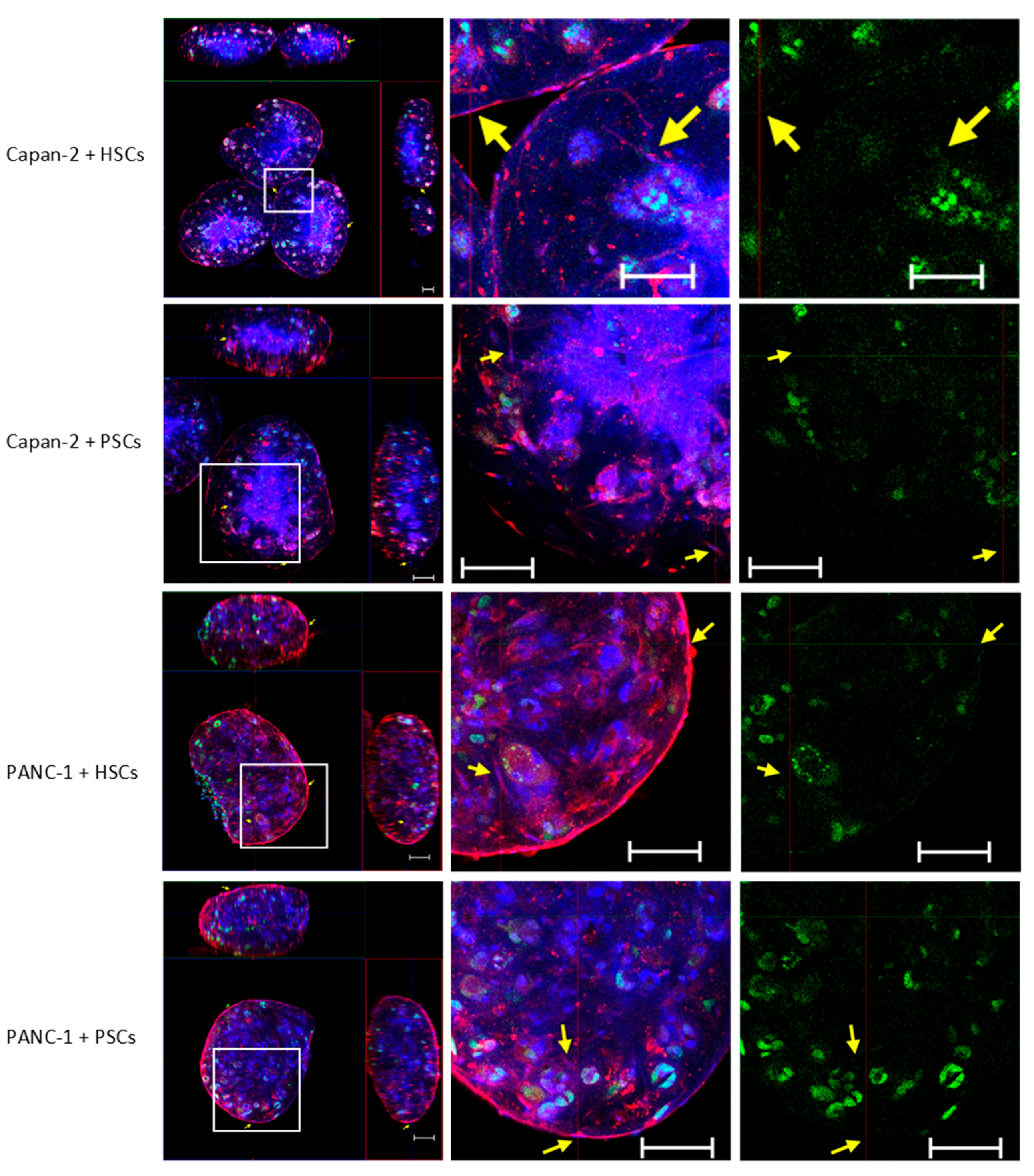 Bioengineering 07 00057 g002