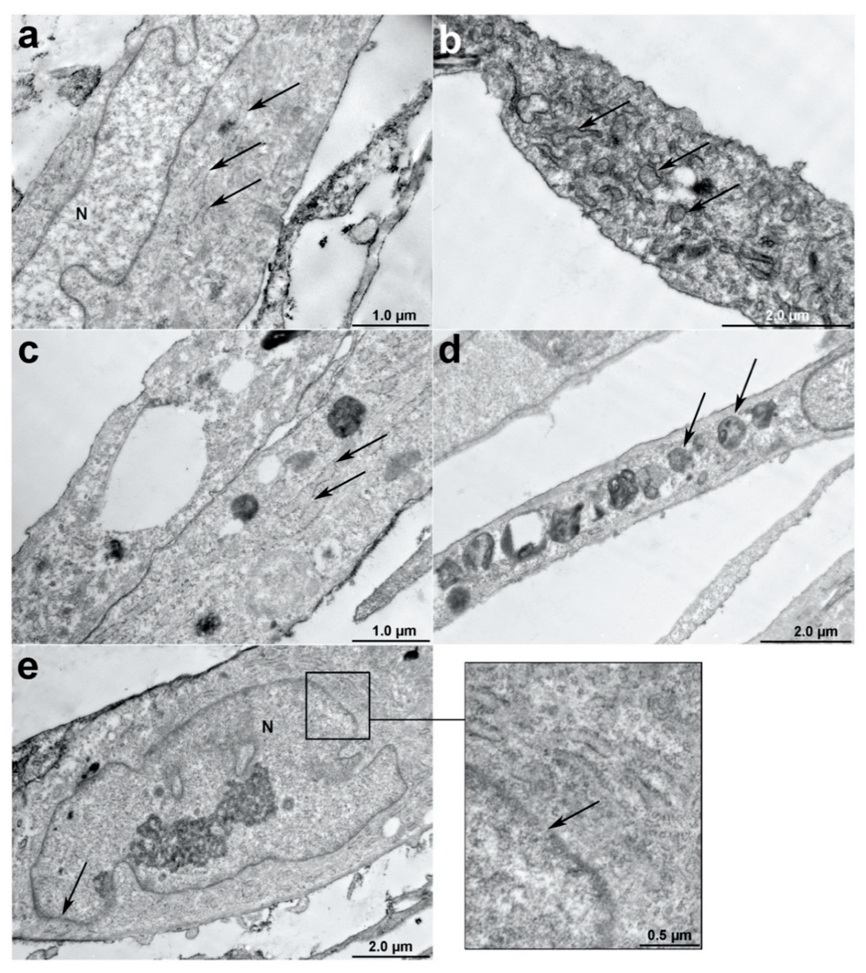 Bioengineering 07 00059 g003 Bioengineering 07 00059 g003