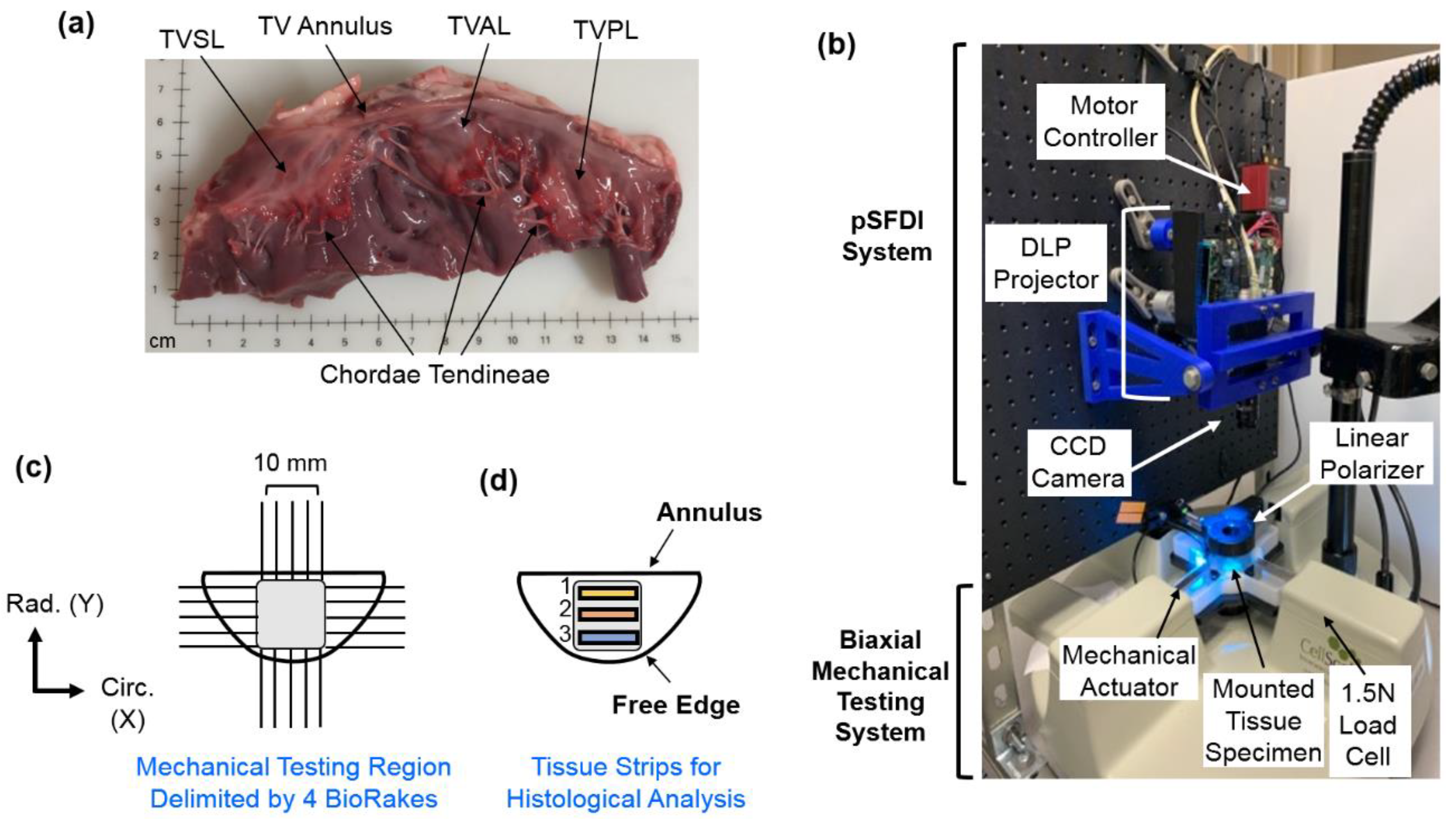 Bioengineering 07 00060 g001 Bioengineering 07 00060 g001