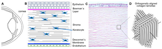 In vivo corneal elastography: A topical review of challenges and  opportunities - Computational and Structural Biotechnology Journal