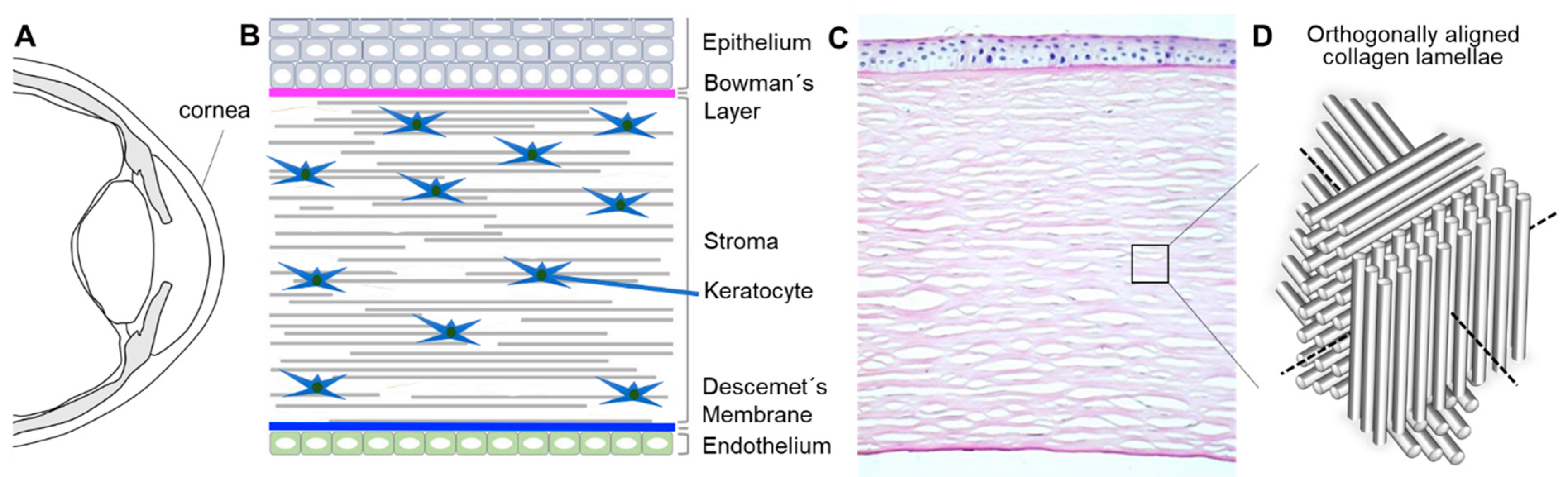 Bioengineering 07 00071 g001 Bioengineering 07 00071 g001