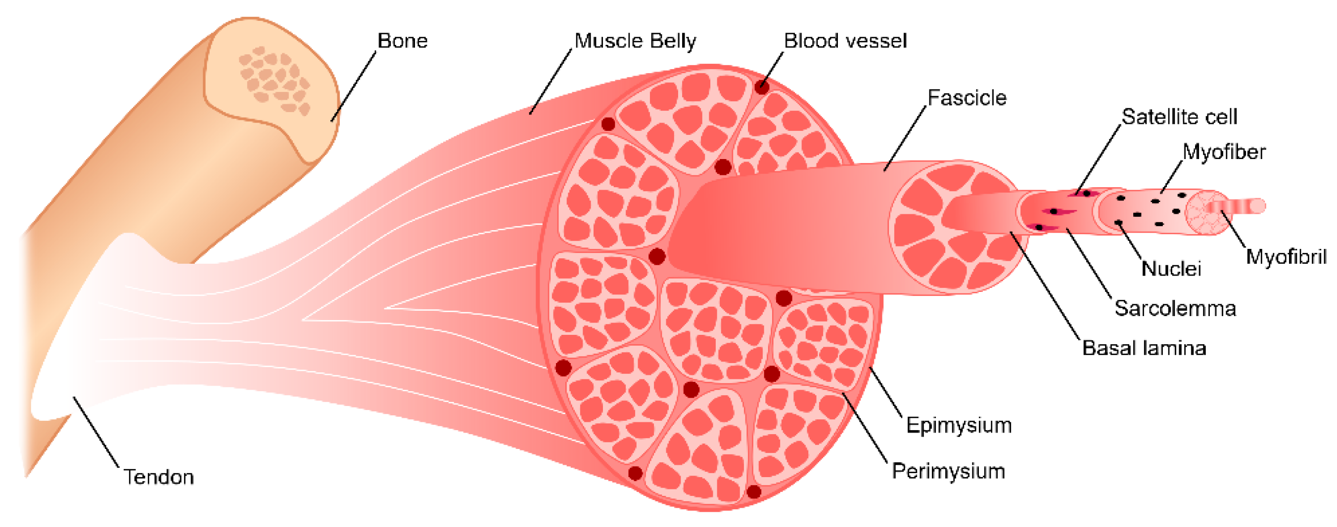 Bioengineering | Free Full-Text | Skeletal Muscle Tissue Engineering