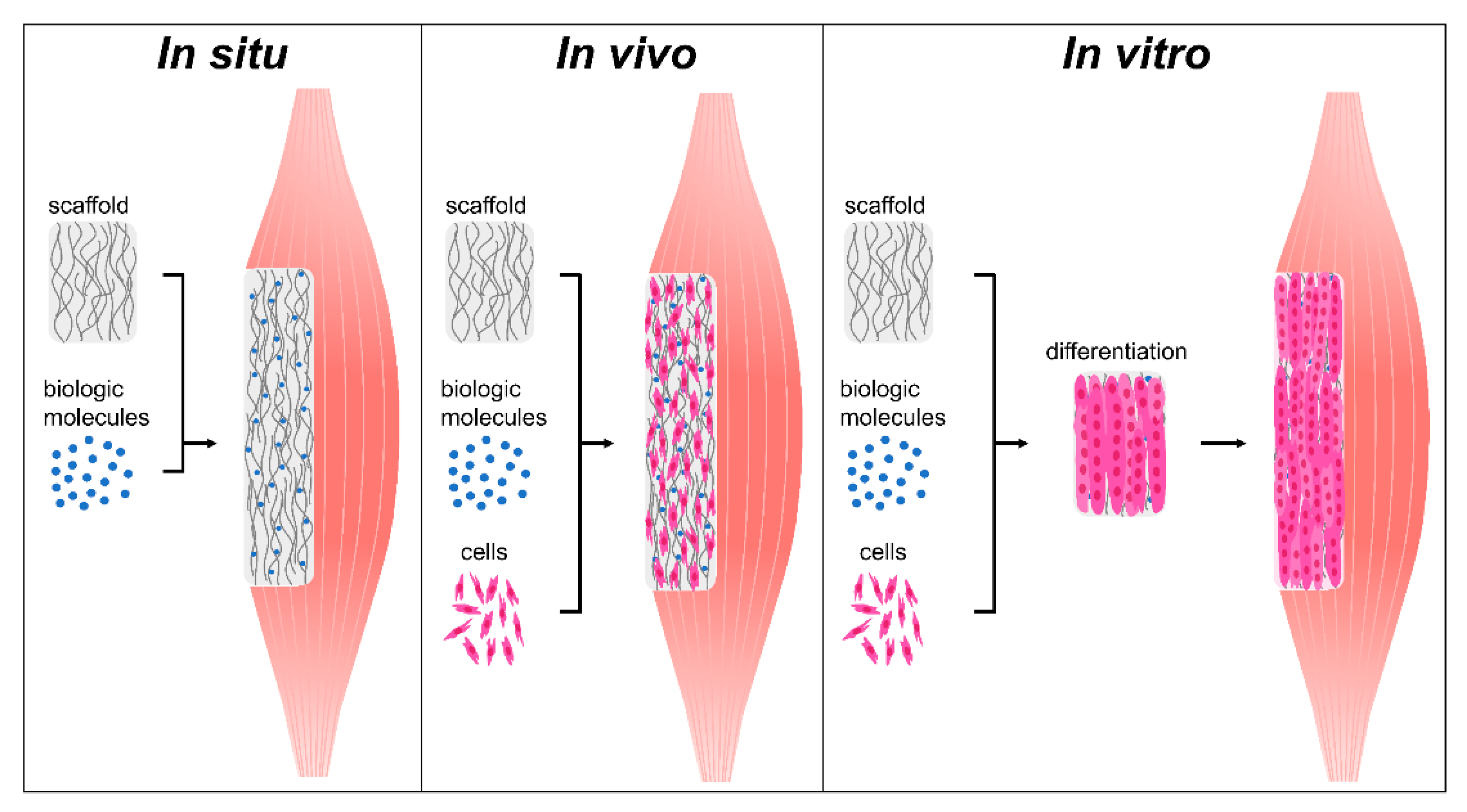 In vitro и in vivo. Метод in vivo in vitro. In vivo и in vitro что это такое. In situ in vivo. Генная терапия in situ.