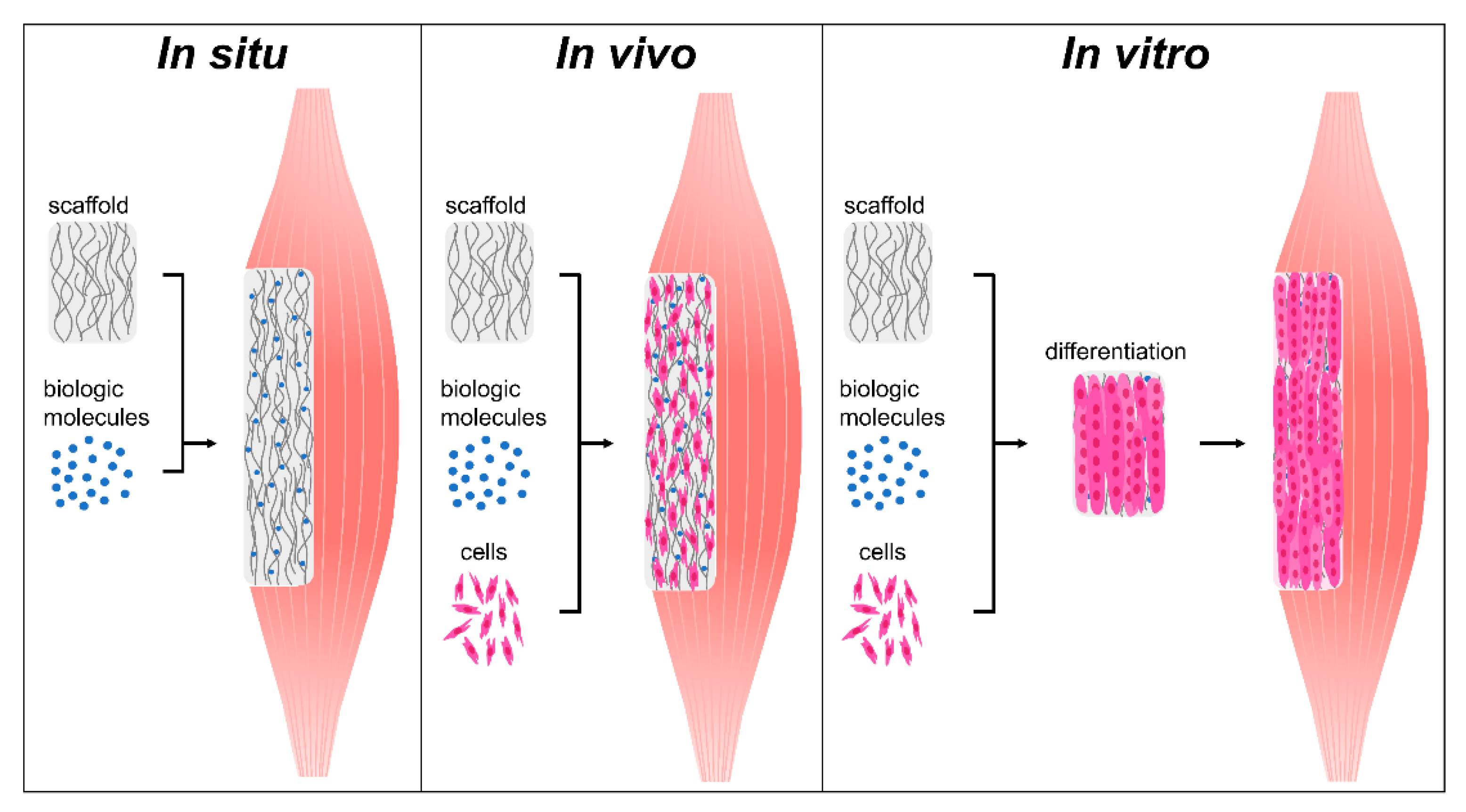 In vitro и in vivo