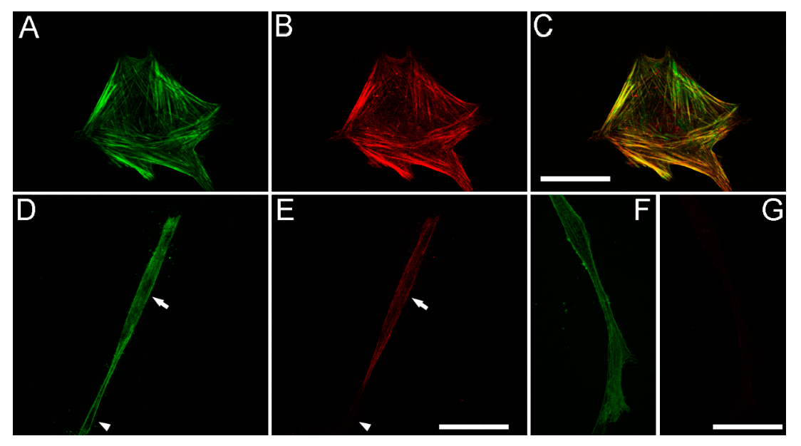 Bioengineering 07 00089 g006 Bioengineering 07 00089 g006