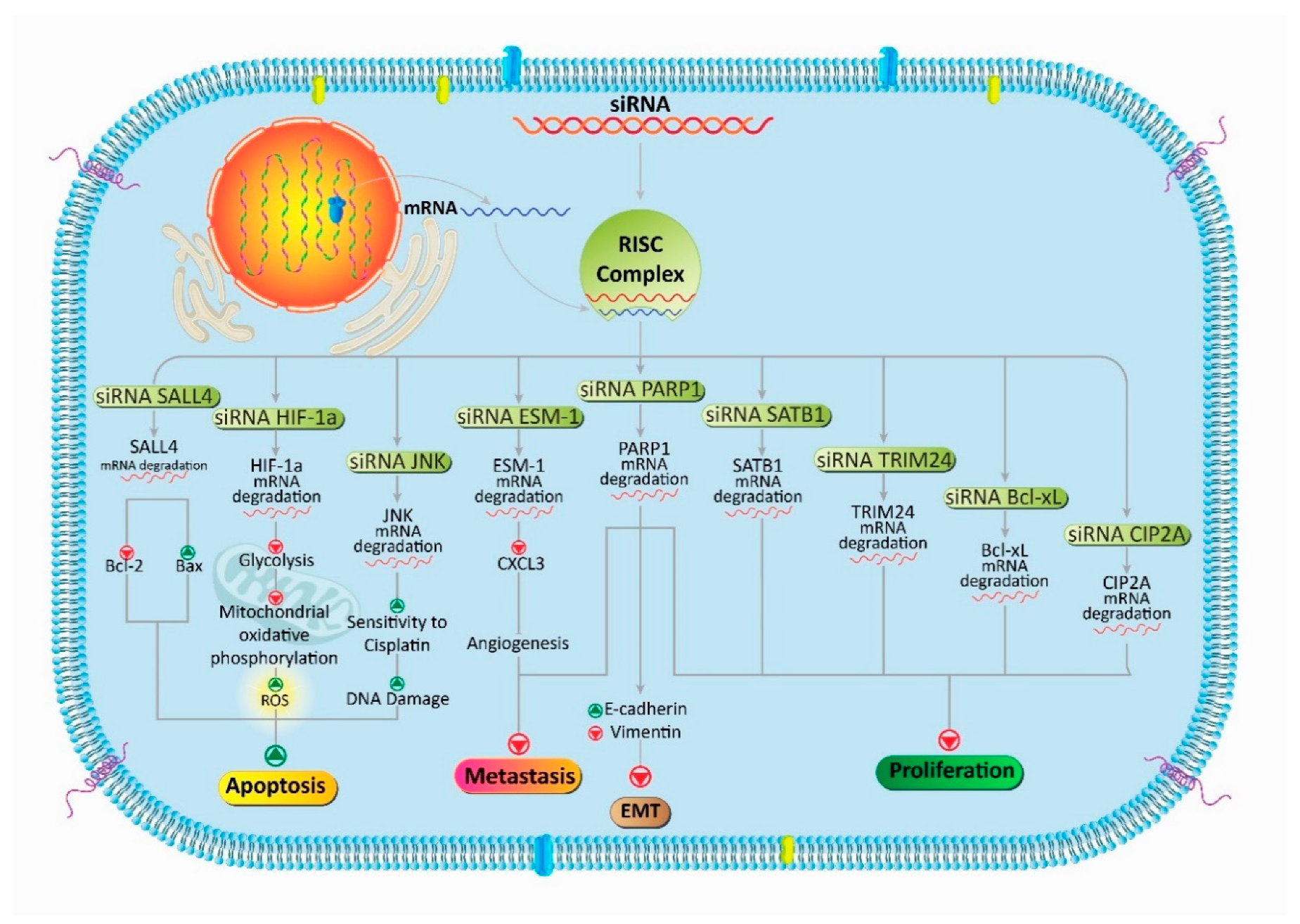 Bioengineering 07 00091 g003