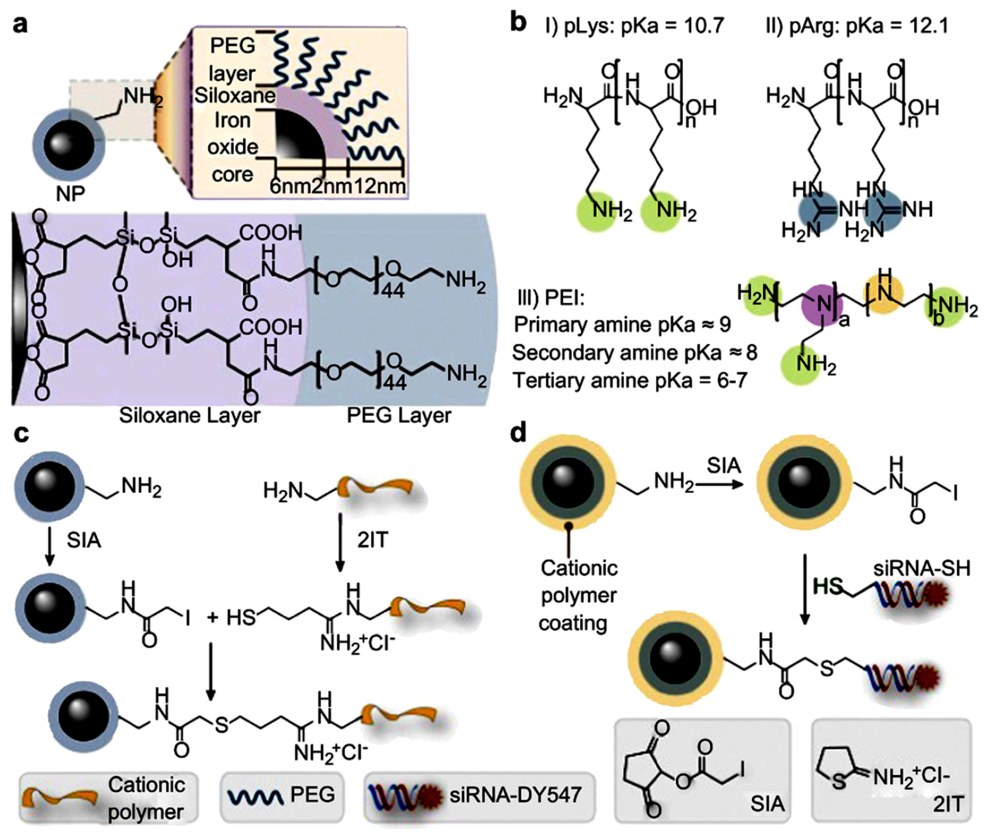 Bioengineering 07 00091 g013