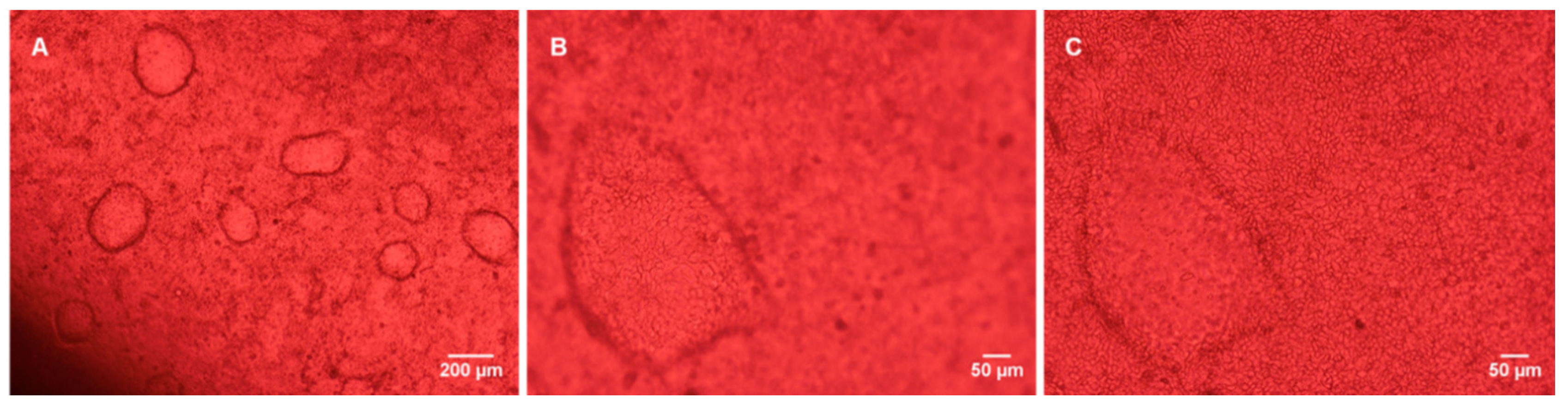 Bioengineering 07 00100 g005 Bioengineering 07 00100 g005