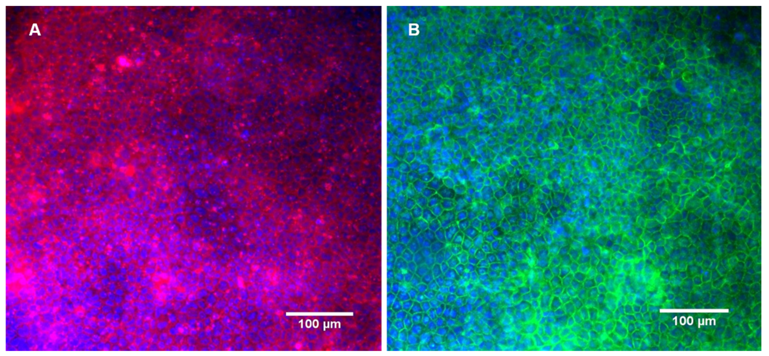 Bioengineering 07 00100 g006 Bioengineering 07 00100 g006