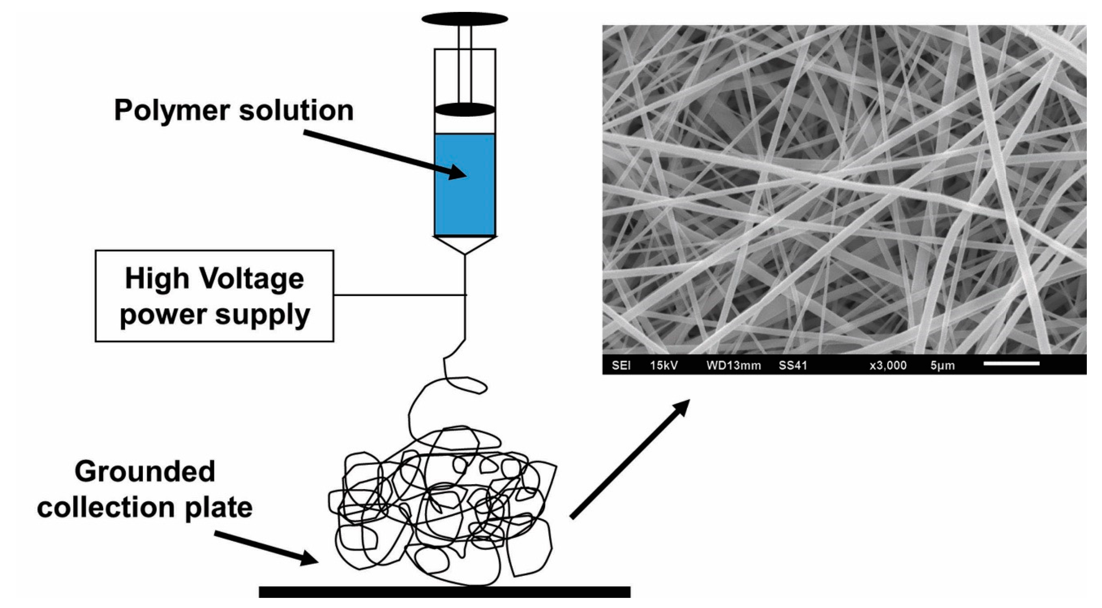 Bioengineering 07 00105 g001
