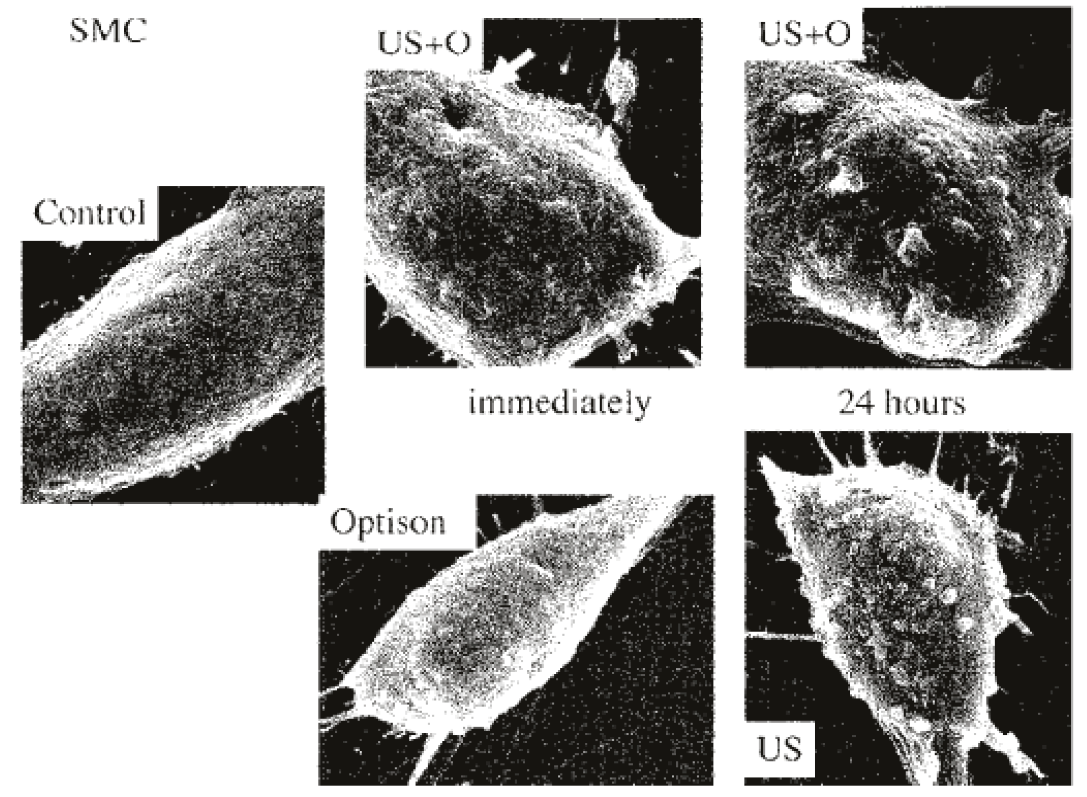 Bioengineering 07 00107 g003 Bioengineering 07 00107 g003