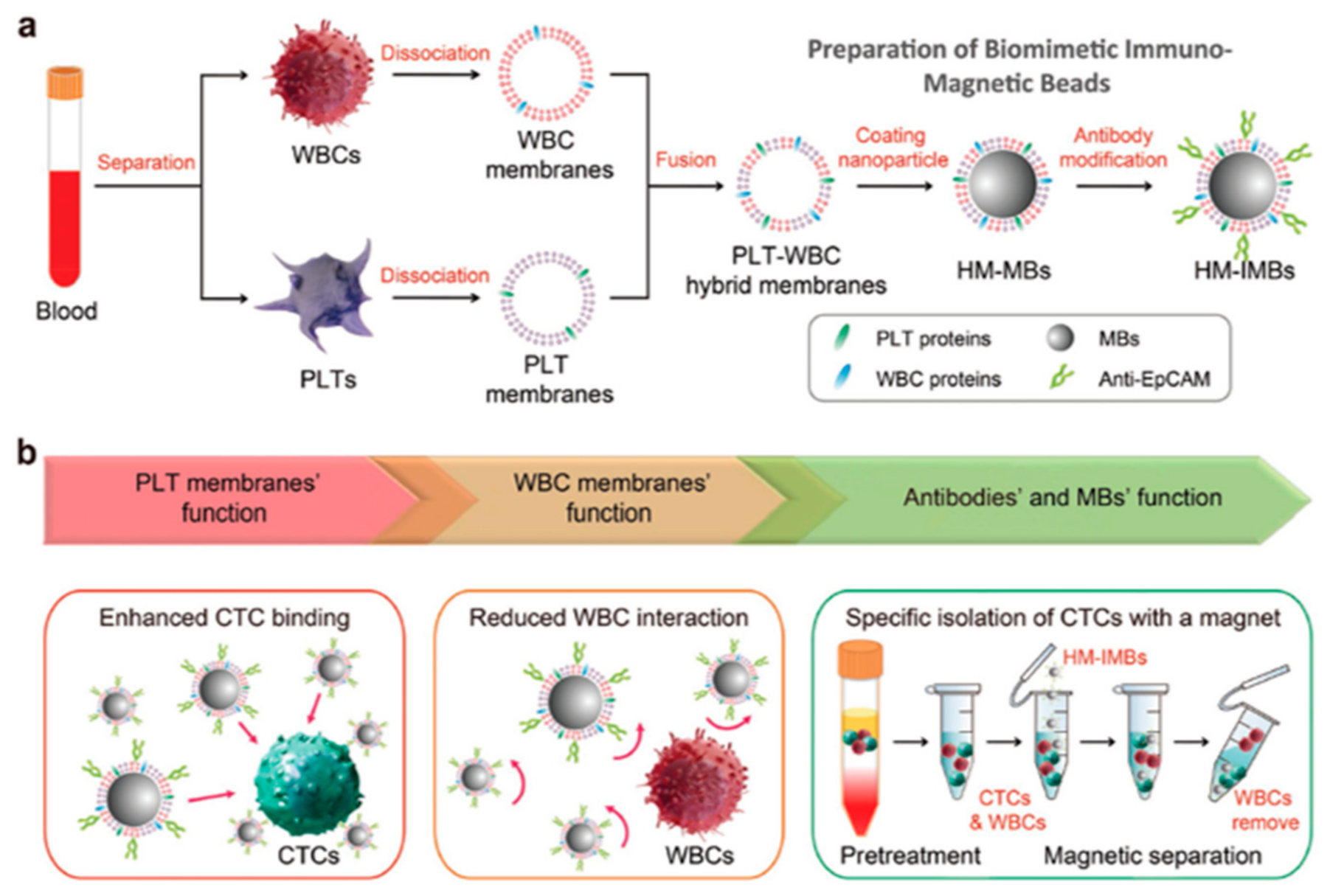Bioengineering 07 00111 g004 Bioengineering 07 00111 g004