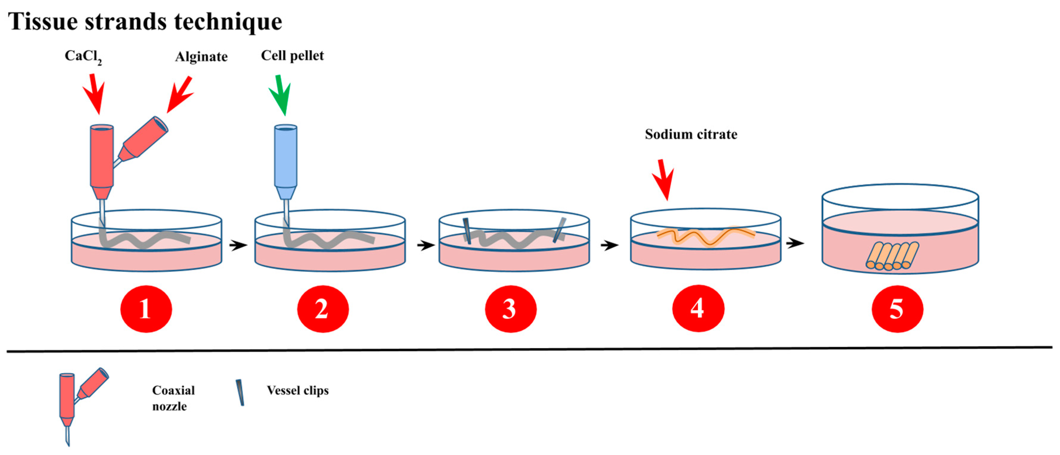 Bioengineering 07 00115 g004
