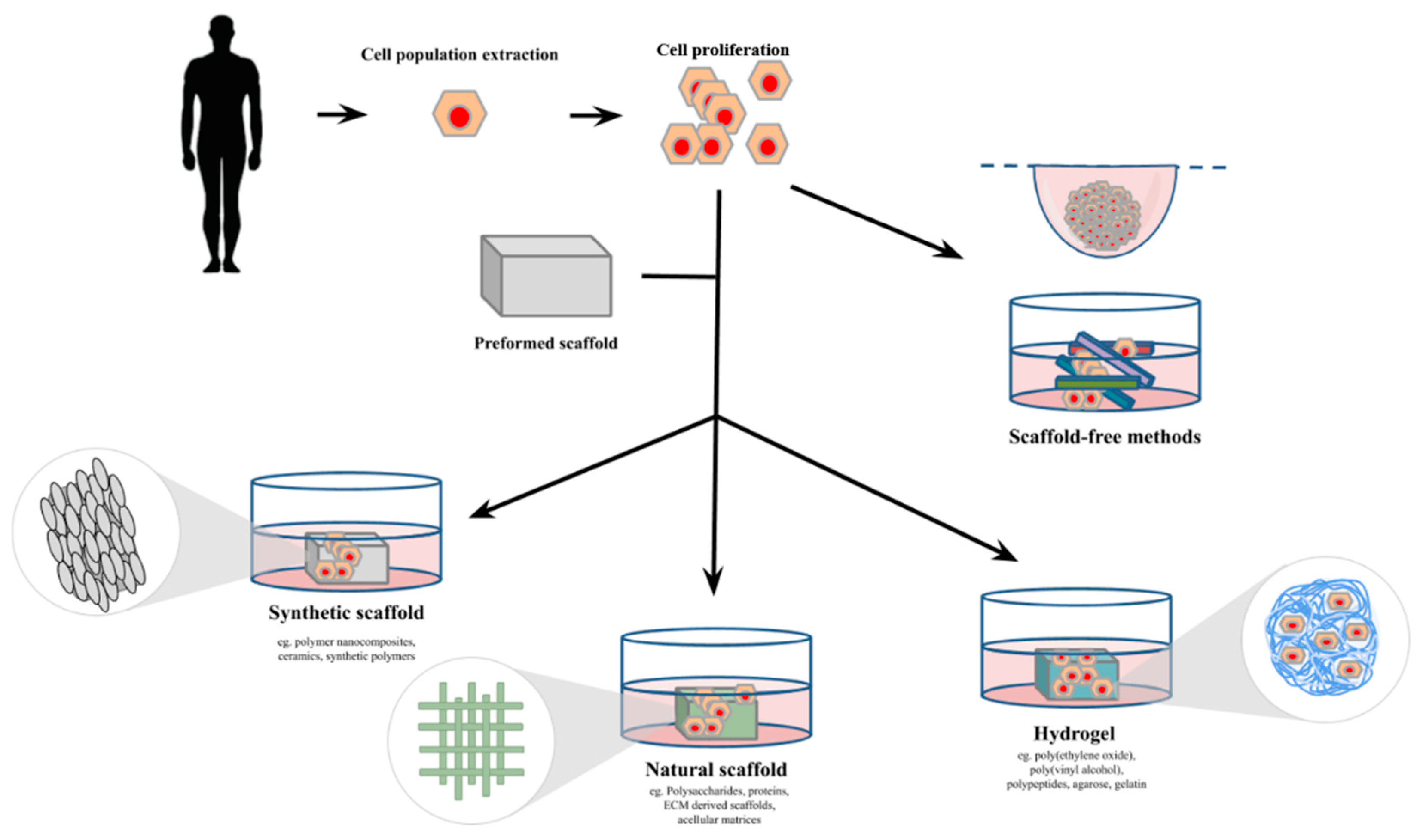 https://www.mdpi.com/bioengineering/bioengineering-07-00115/article_deploy/html/images/bioengineering-07-00115-g005.png