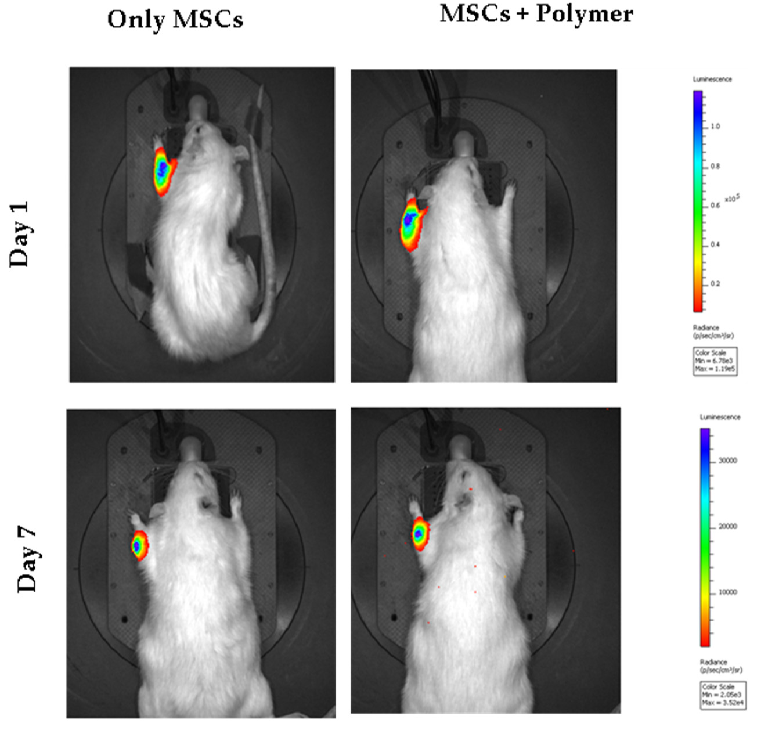 Bioengineering 07 00125 g006
