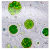 Bioengineering 07 00129 i001 Bioengineering 07 00129 i001