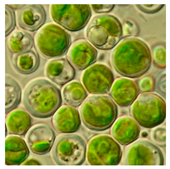 Bioengineering 07 00129 i003 Bioengineering 07 00129 i003